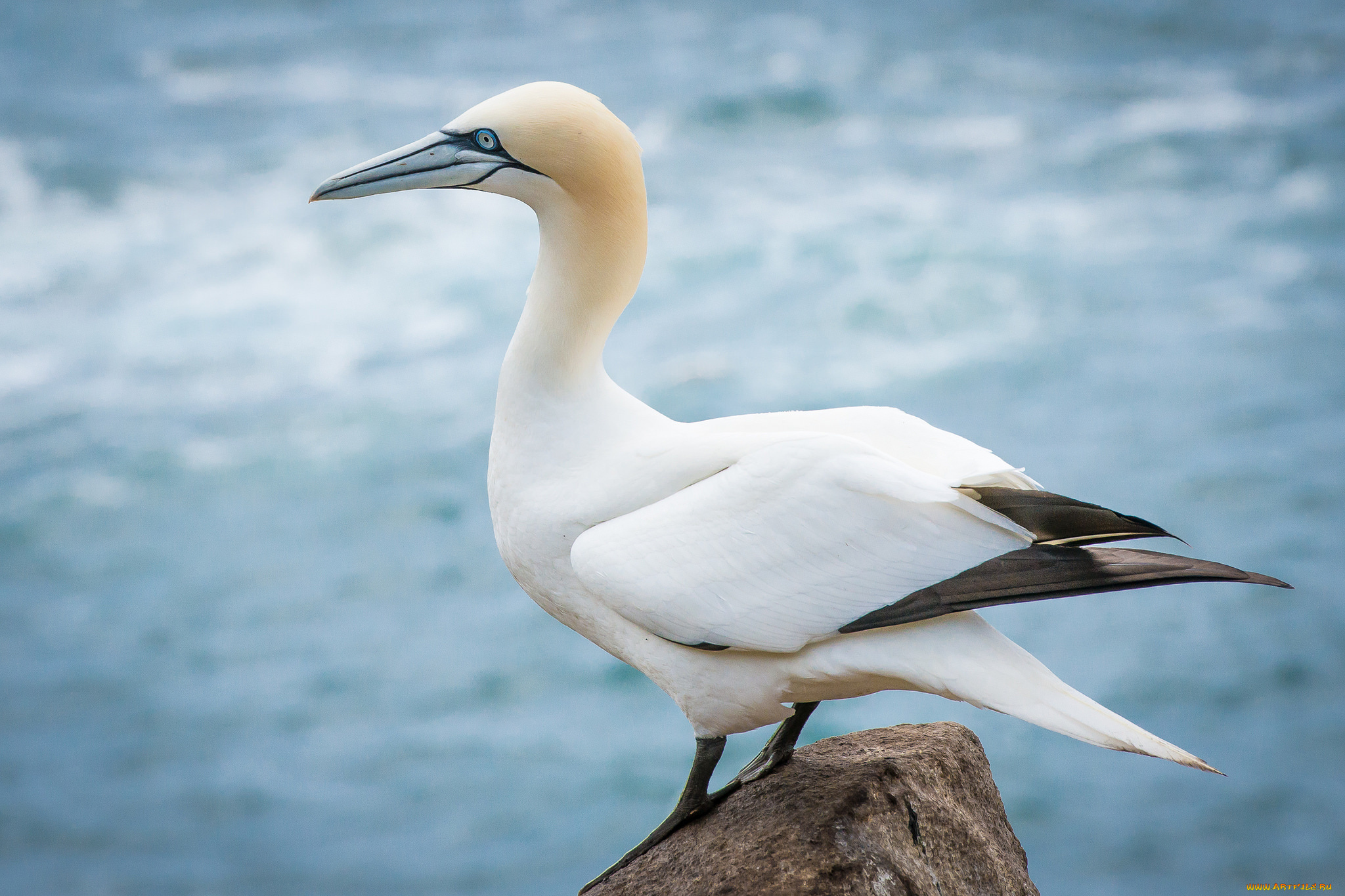 животные, олуши, олуш