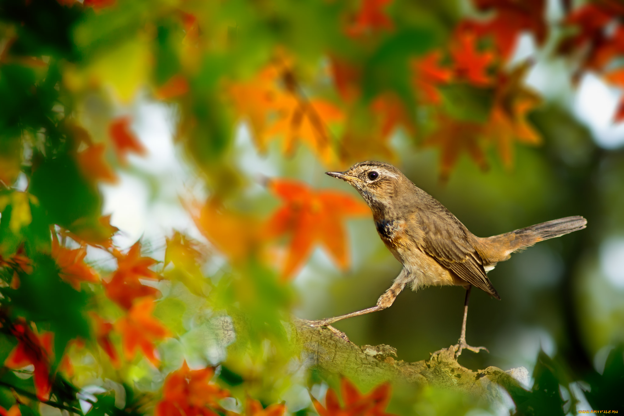 животные, птицы, птичка