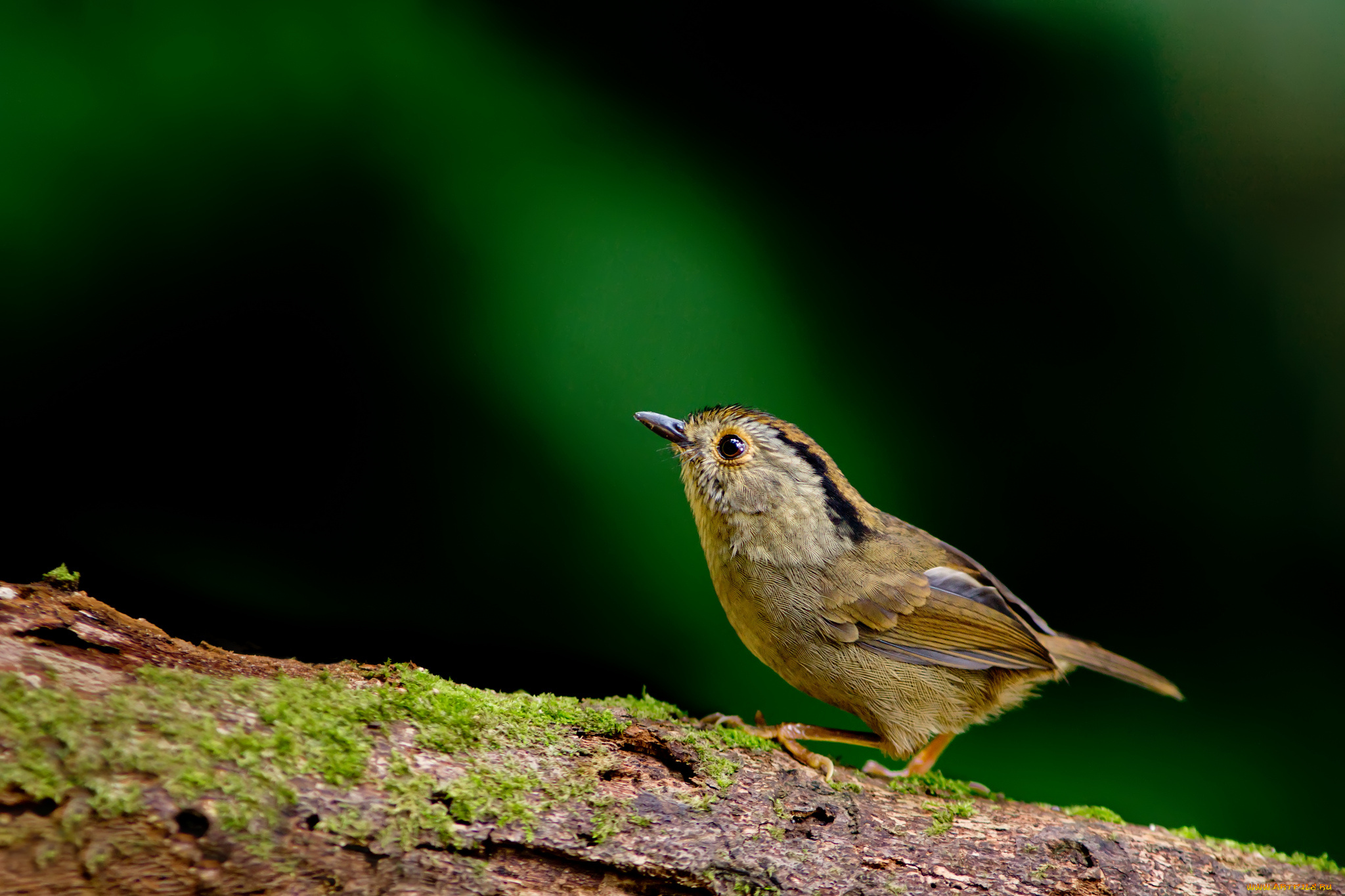 животные, птицы, птичка
