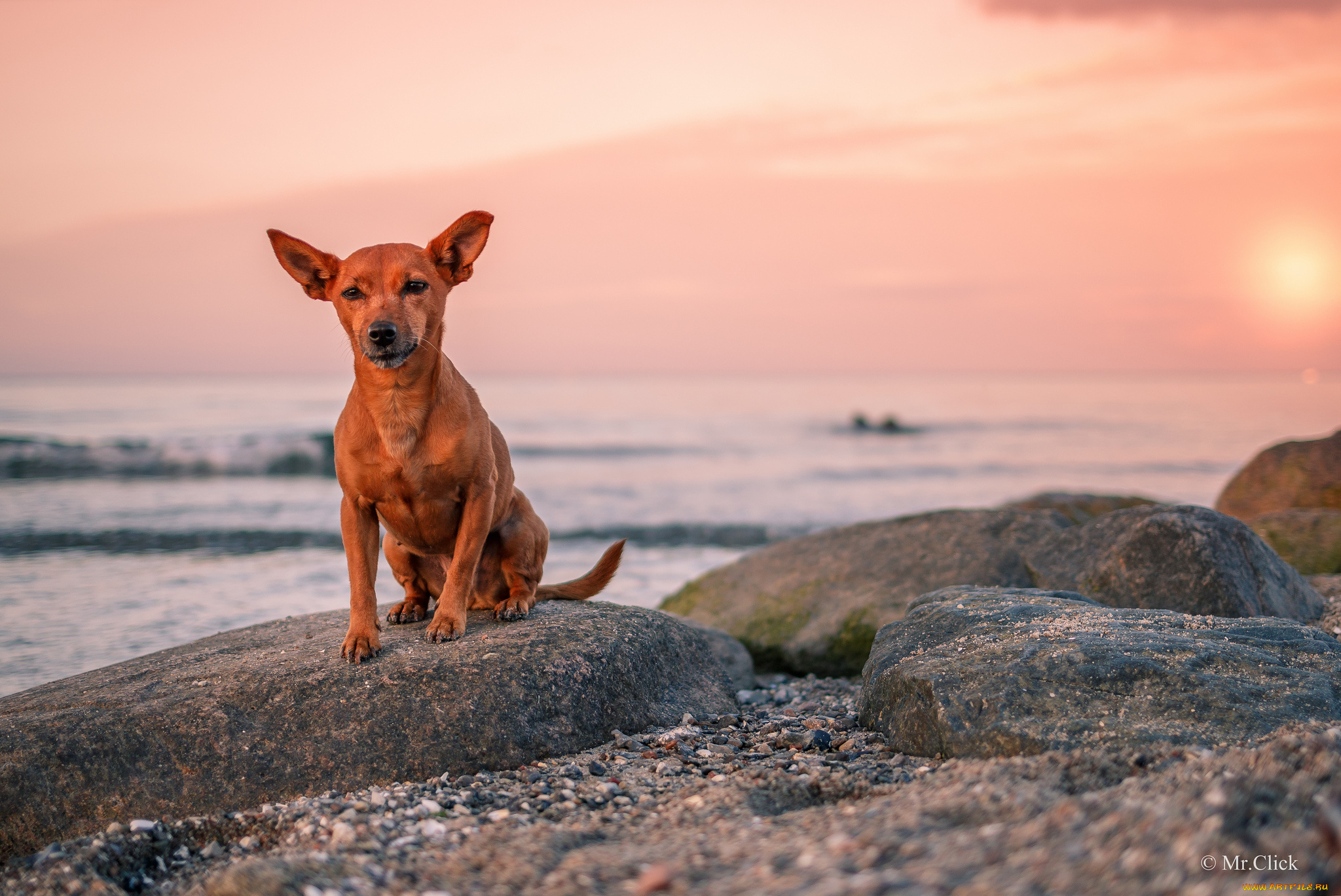 животные, собаки, друг, собака, взгляд