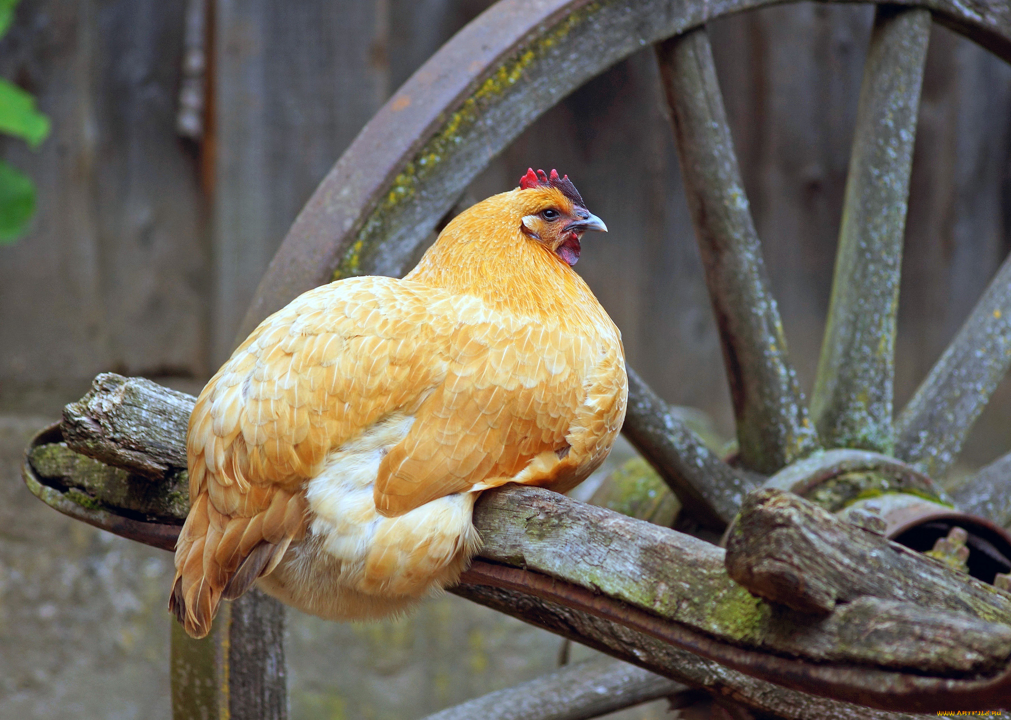 животные, куры, , петухи, курица