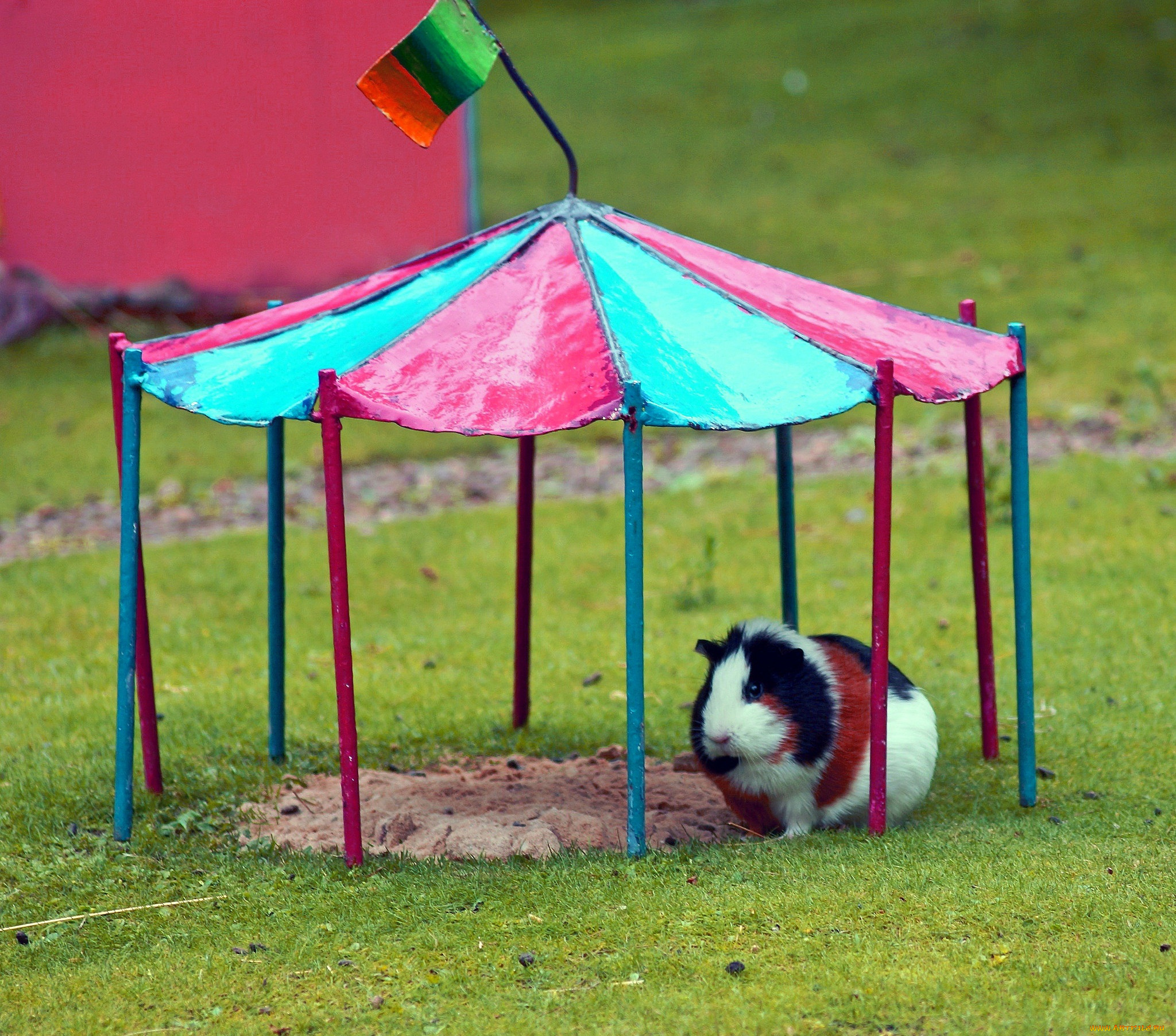 животные, морские, свинки, , хомяки, луг, навес, морская, свинка