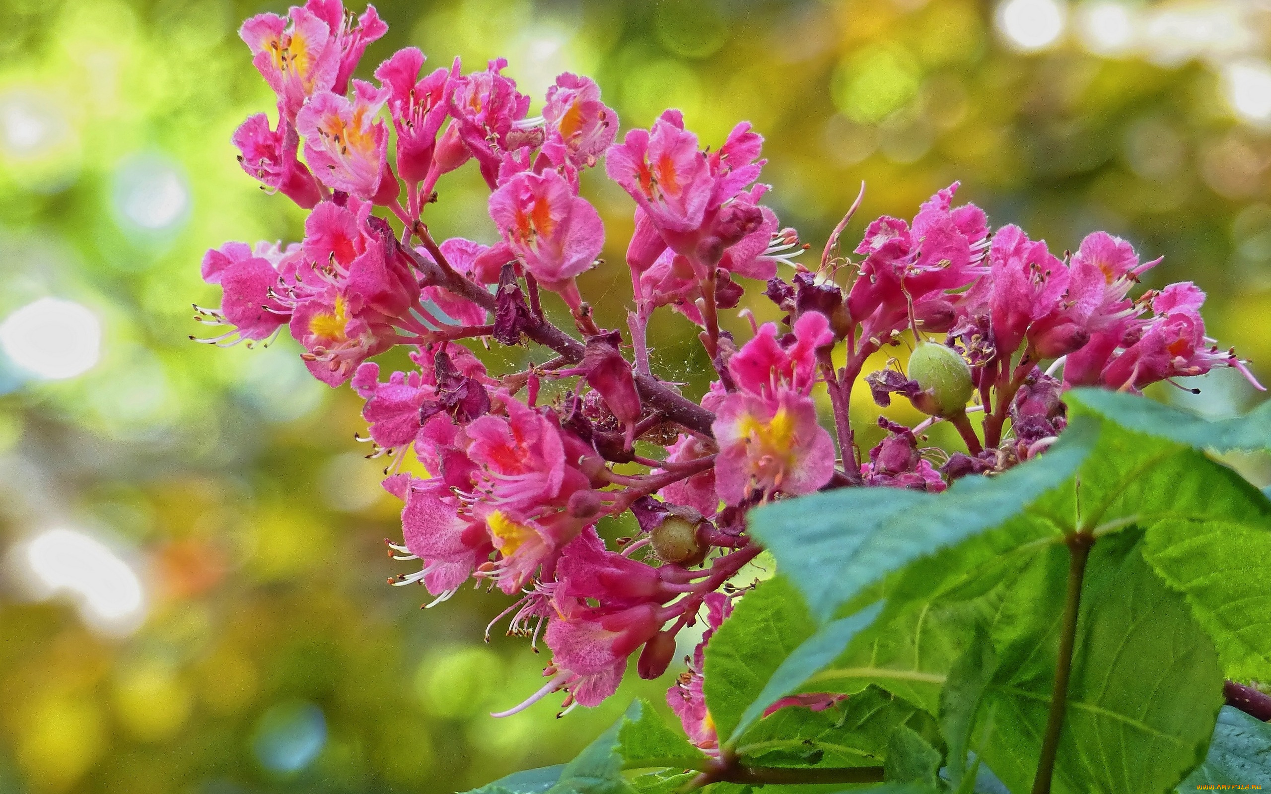 цветы, каштаны, соцветие, цветение, каштан, цветки, макро, листья