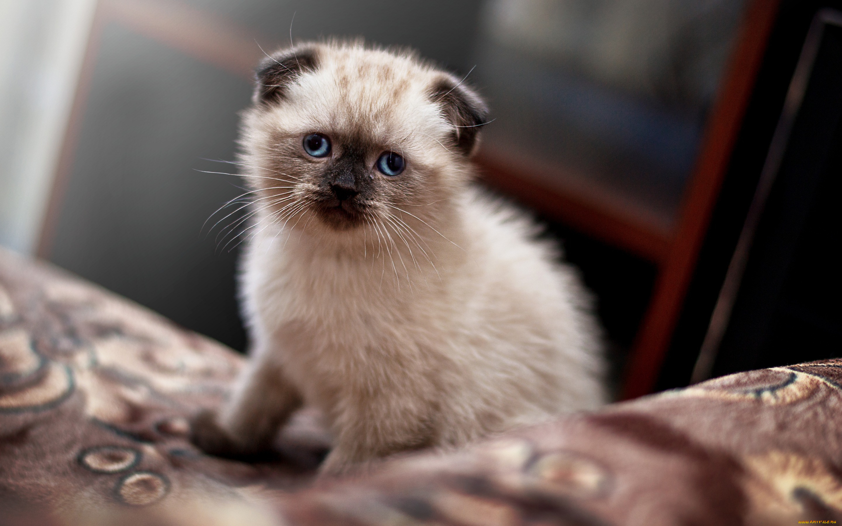 животные, коты, соник, вислоухий, кошка, кот, котёнок