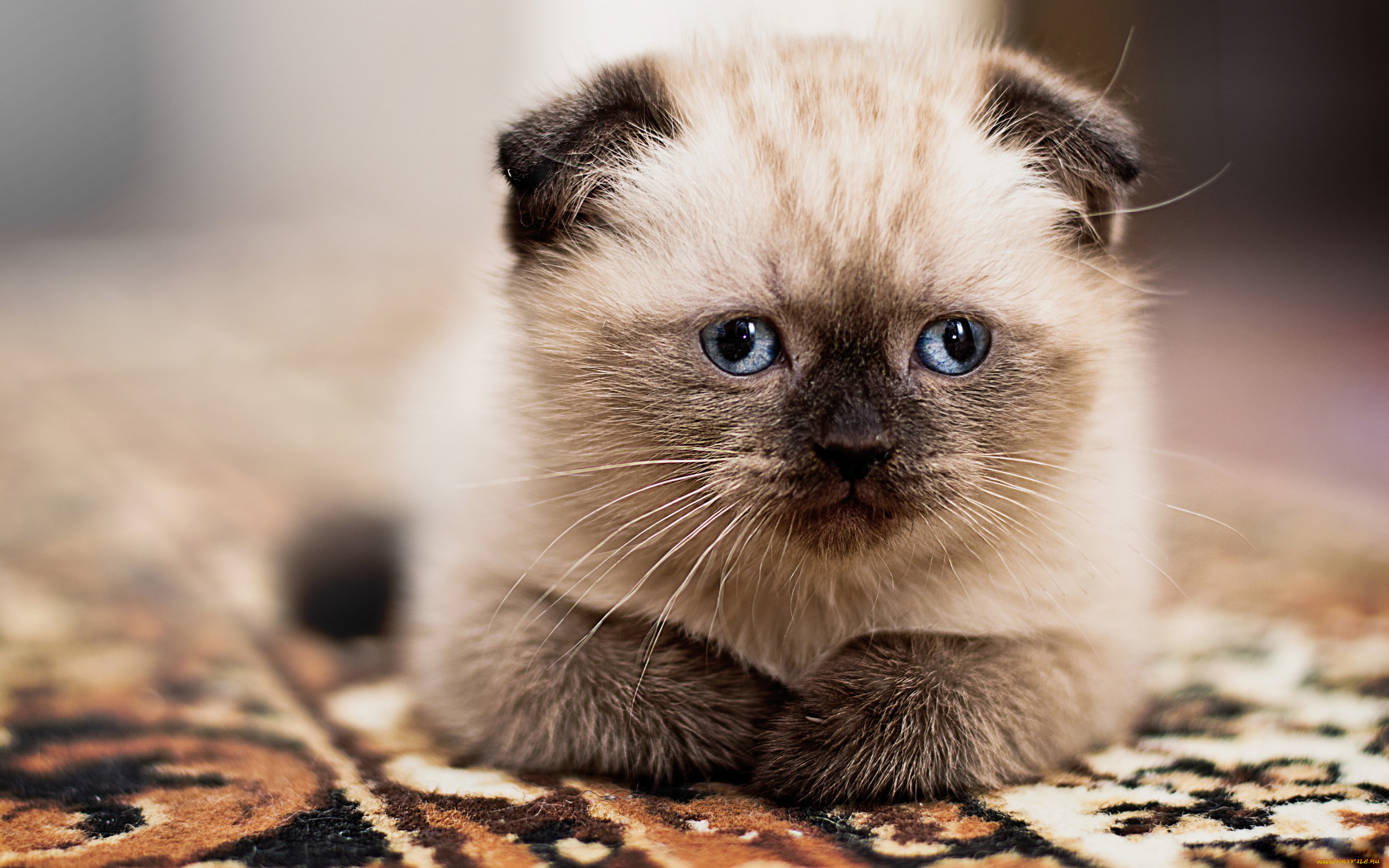 животные, коты, вислоухий, соник, кошка, кот, котёнок