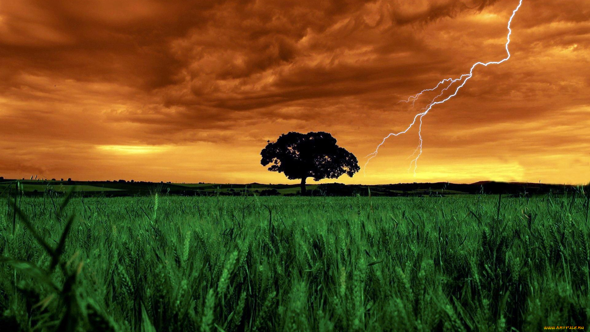 природа, молния, , гроза, закат, дерево, поле, колосья, пшеница