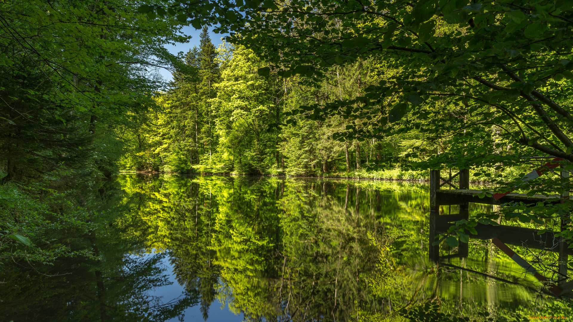 природа, реки, озера, лес, река