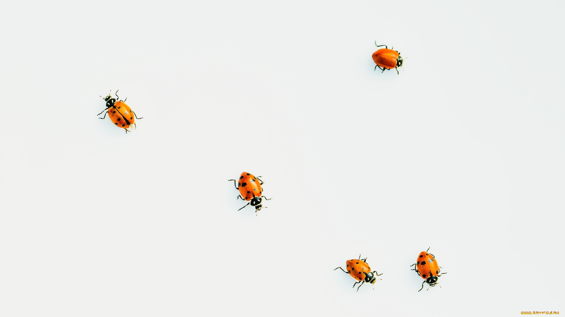 животные, божьи, коровки, жучки