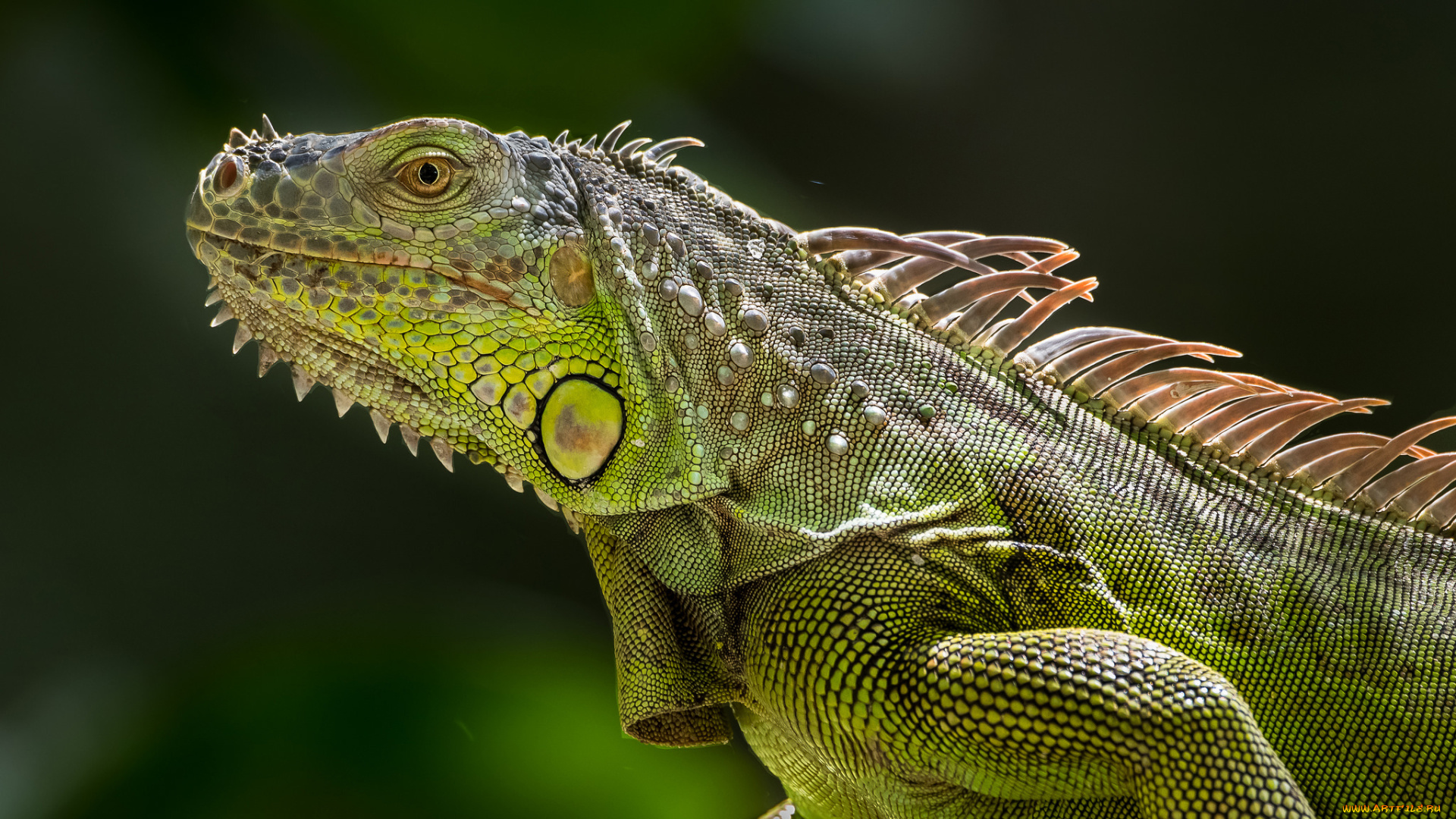 животные, хамелеоны, ящерица