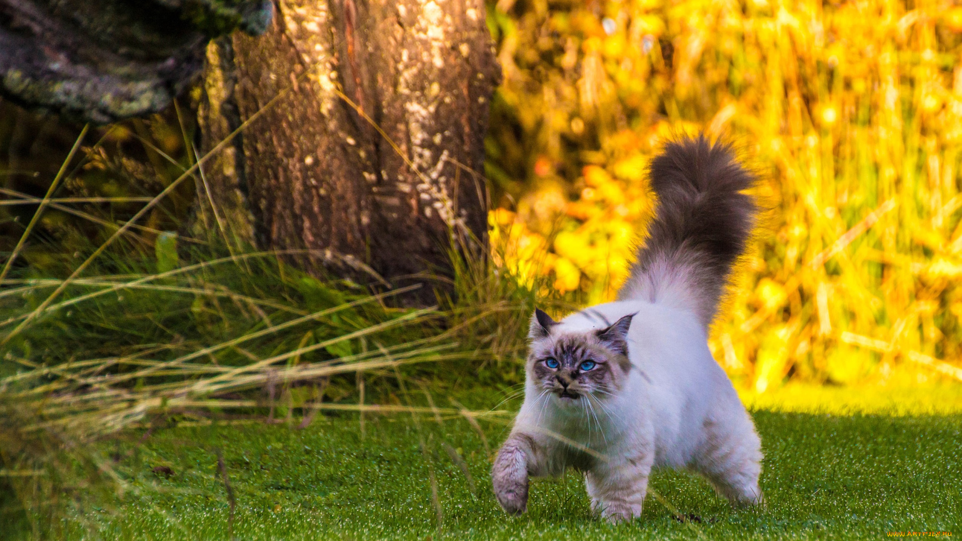 животные, коты, бирманская, кошка, кот, прогулка, пушистый, хвост