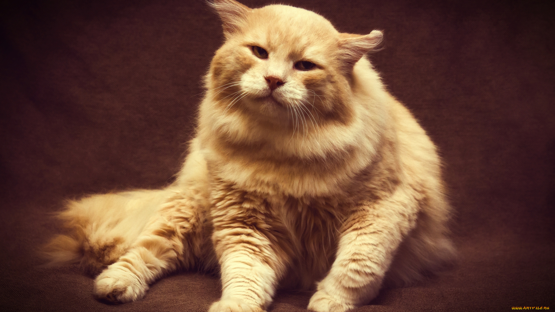 животные, коты, кошак