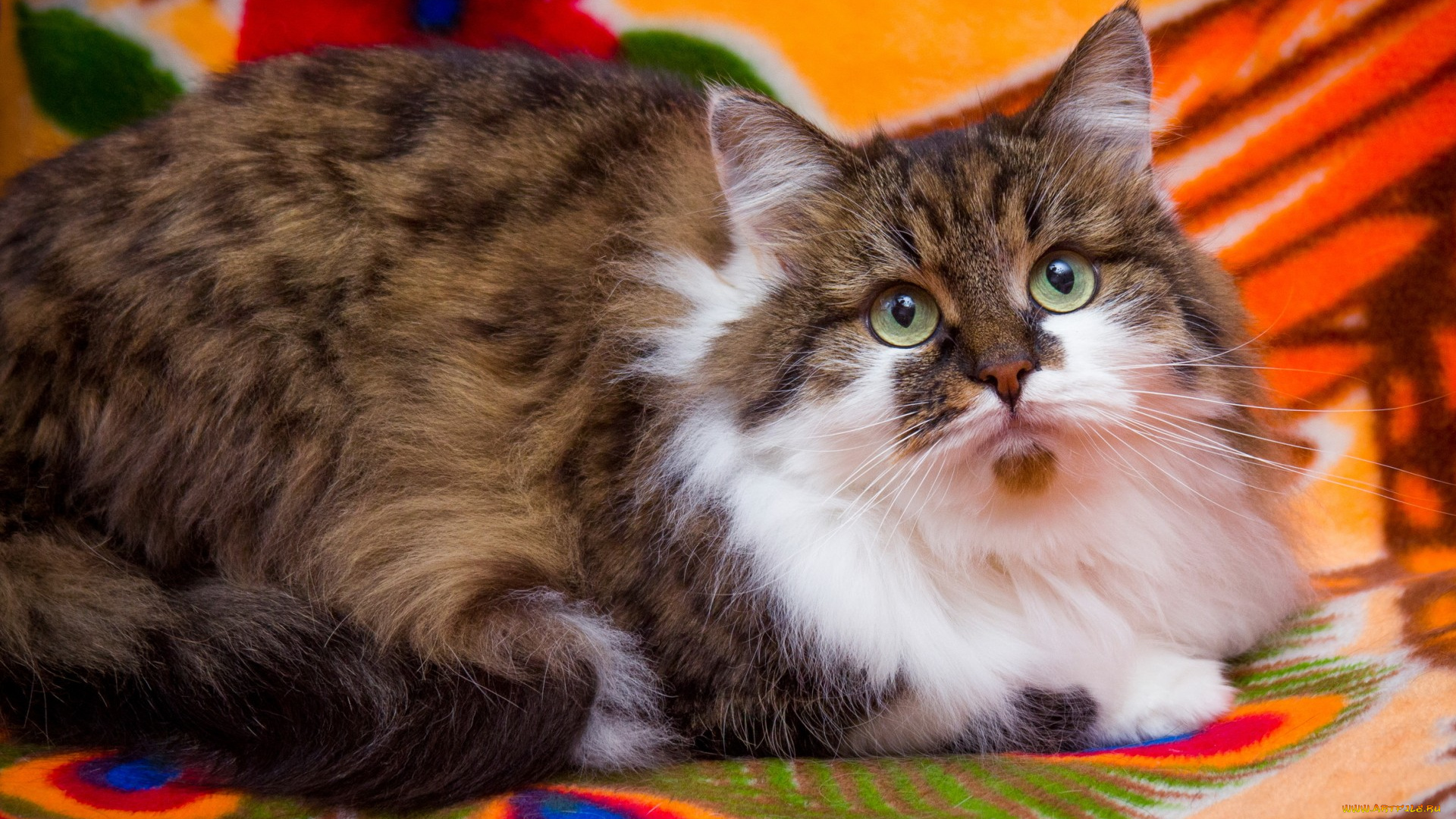 животные, коты, кошка