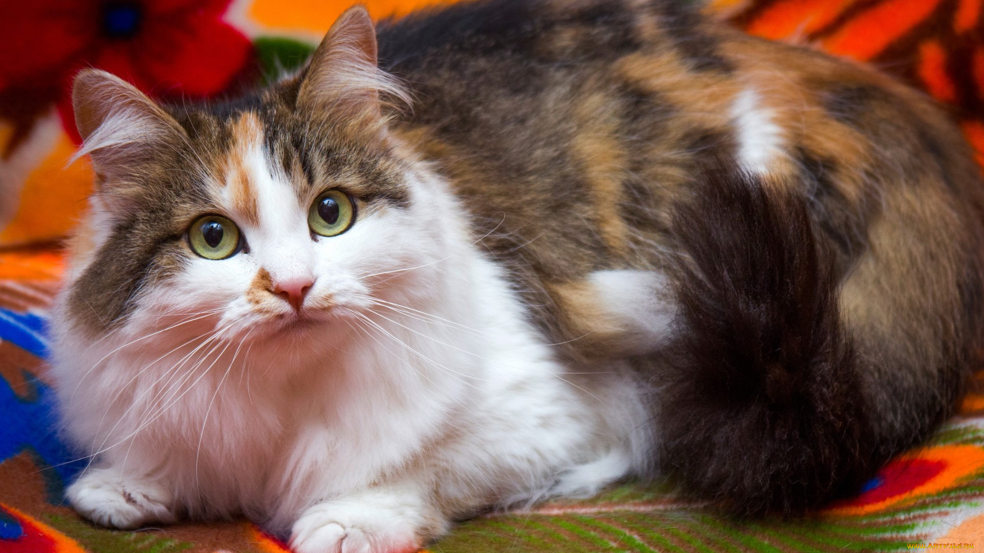 животные, коты, кошка