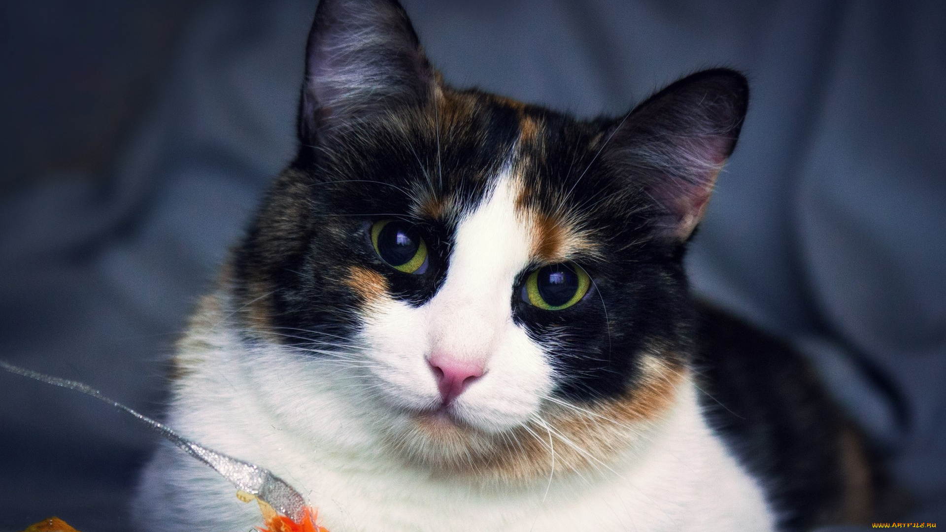 животные, коты, кошка