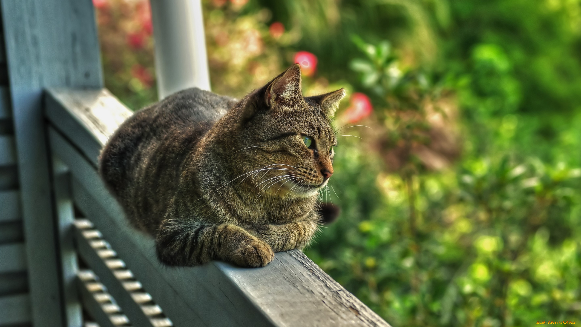 животные, коты, кот