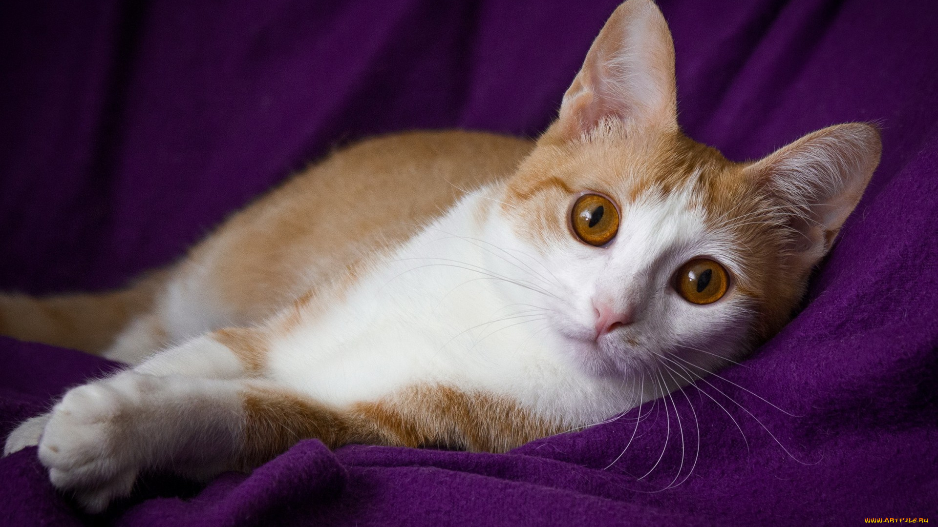 животные, коты, кот