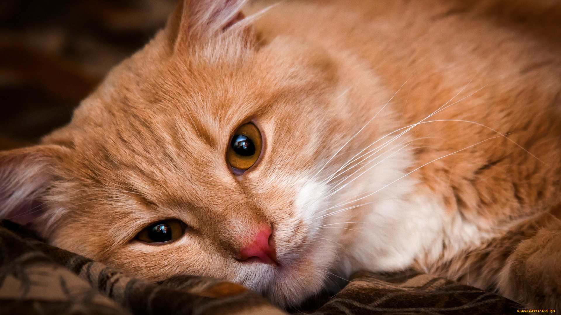 животные, коты, кот