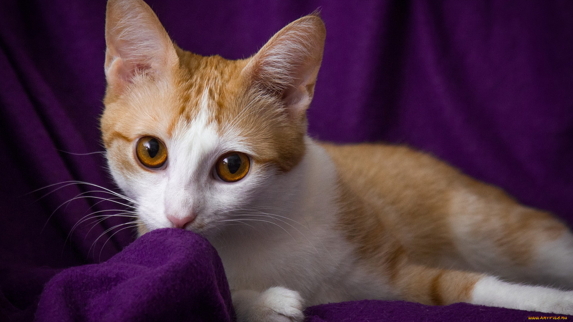 животные, коты, кот