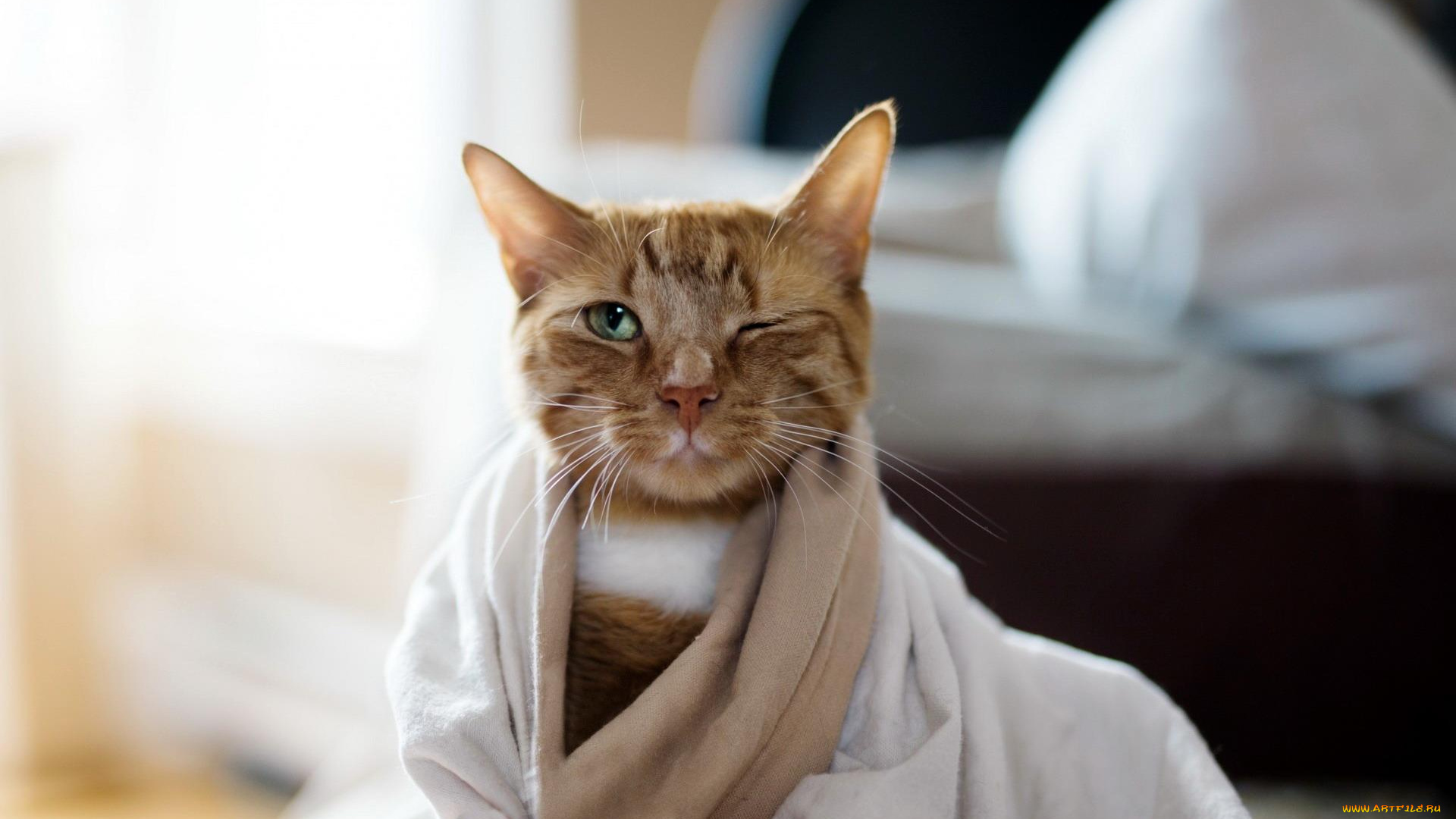 животные, коты, кот, глаз, подмигивание, рыжий, одеяло