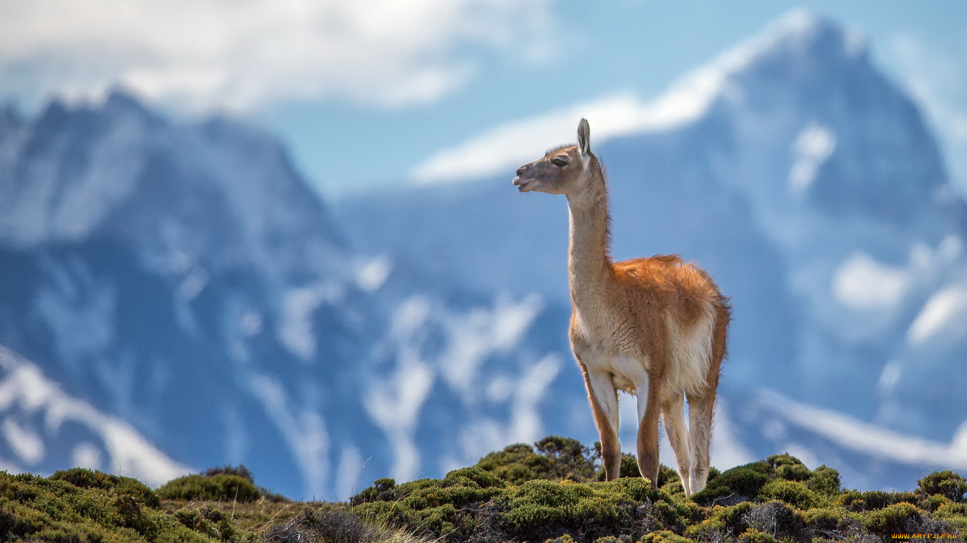 животные, ламы, природа, горы