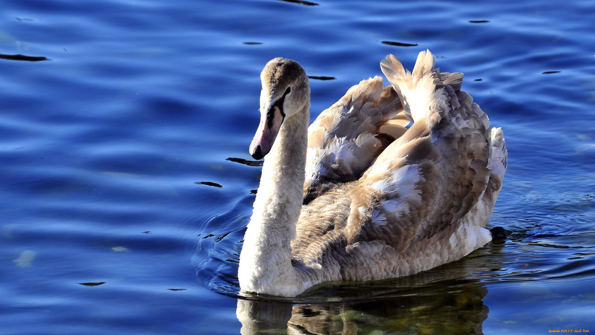 животные, лебеди, озеро, серый, лебедь