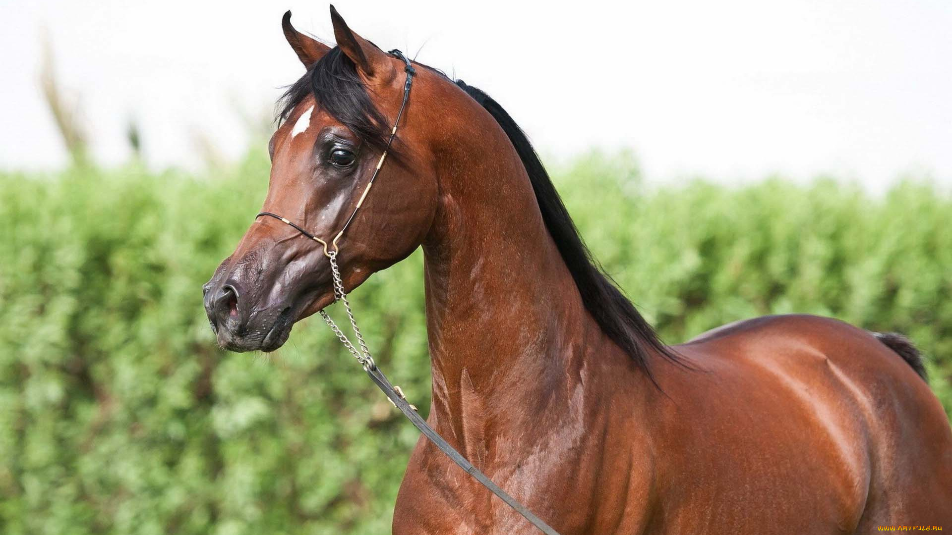 животные, лошади, конь, лошадь, недоуздок, скакун, арабский, гнедой