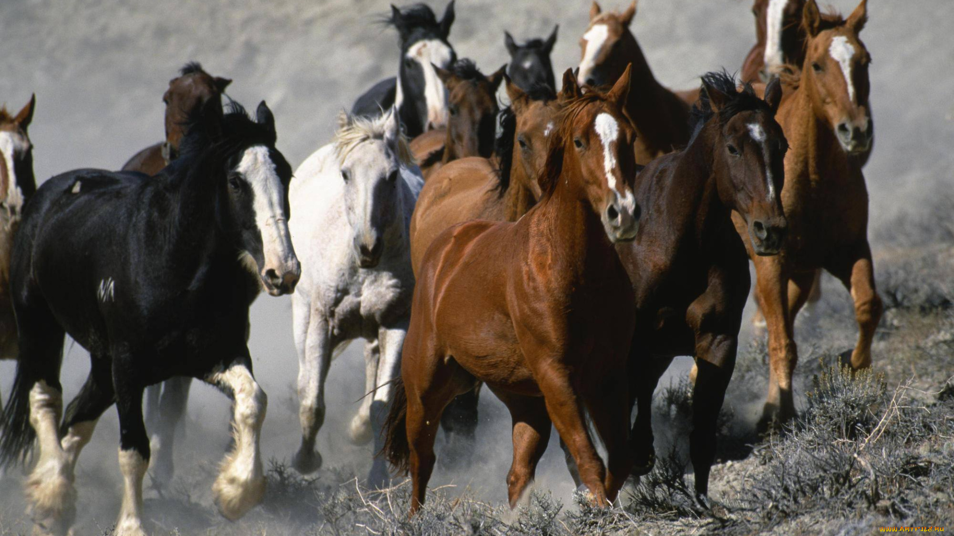 животные, лошади, перегон, трава, степь, табун