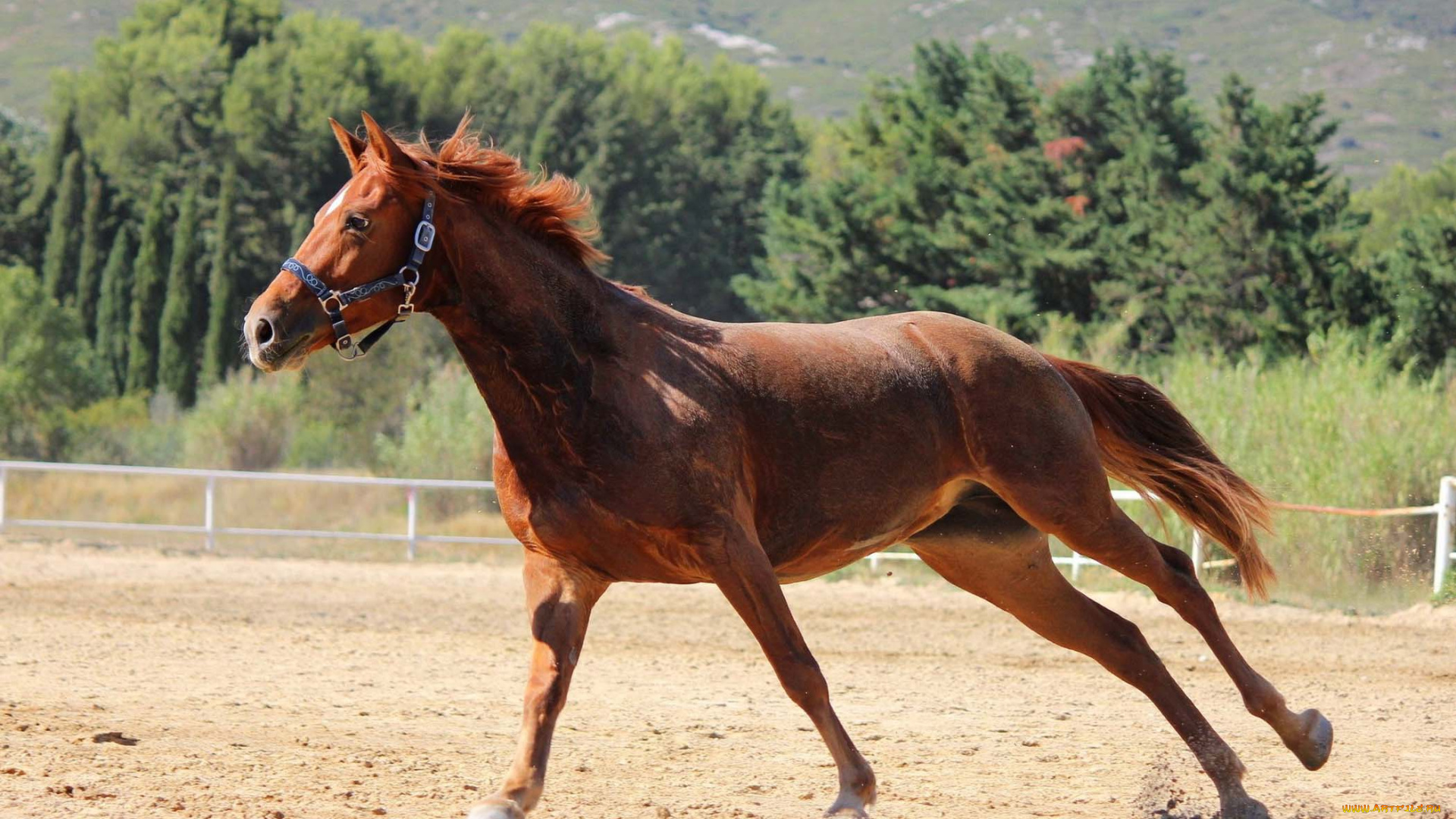 животные, лошади, пыль, загон, галоп, рыжая, лошадь