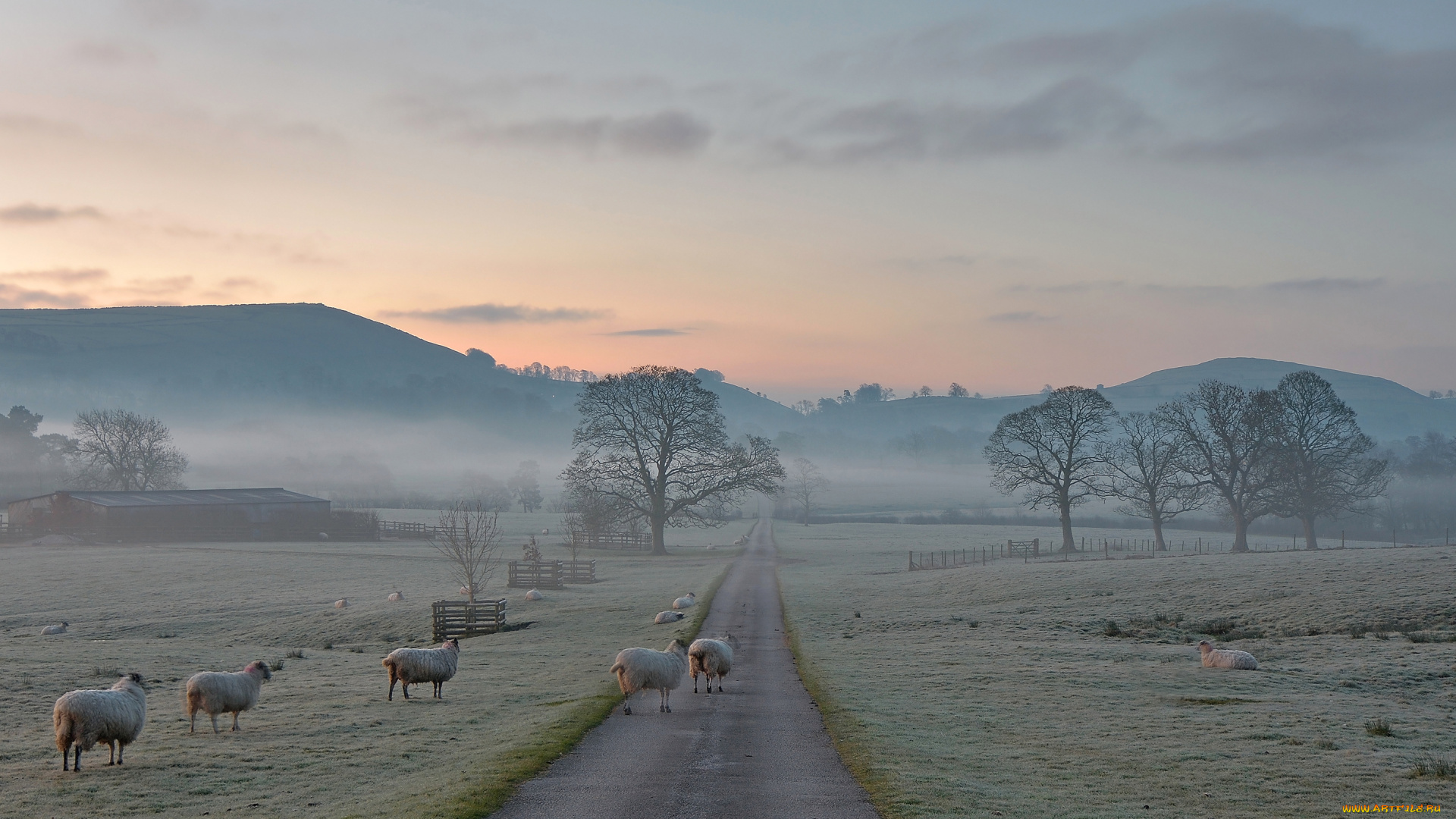 животные, овцы, , бараны, горы, оыцы, англия, туман, дорога, природа, деревья, иней, утро