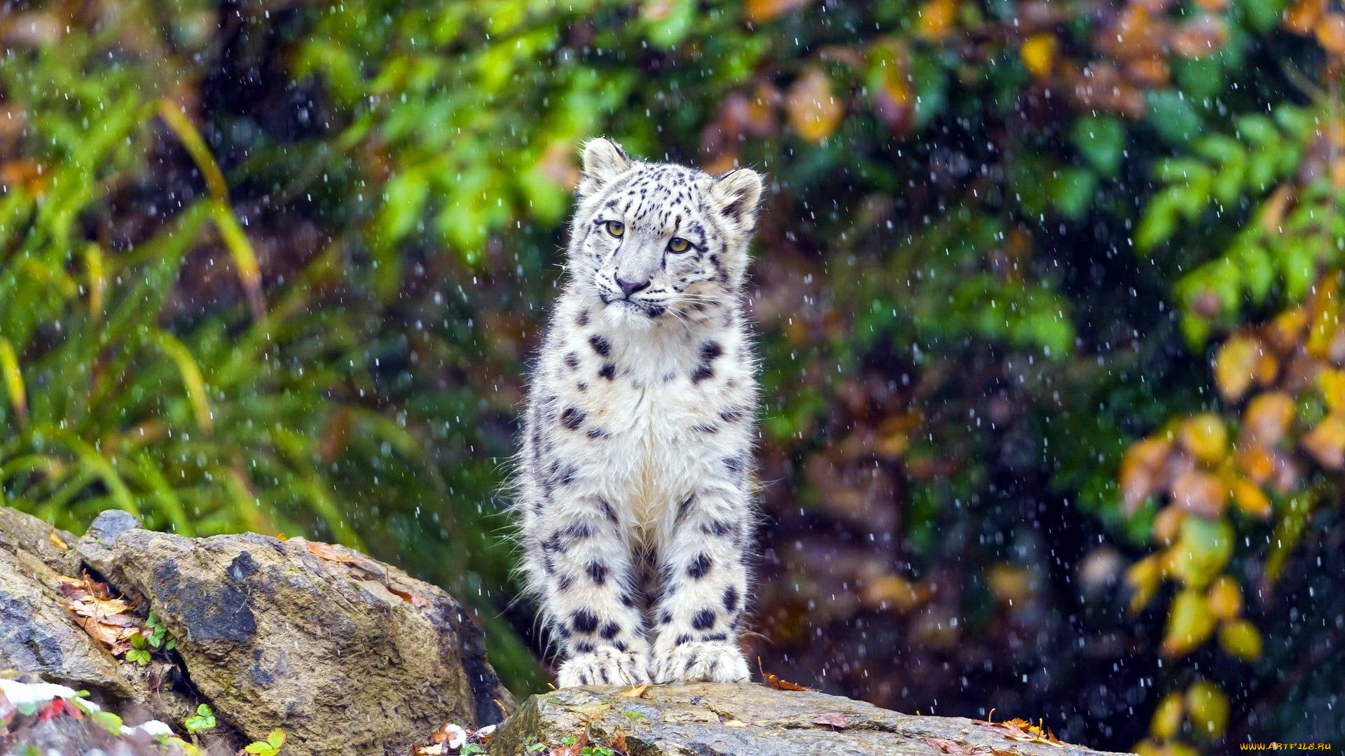 животные, снежный, барс, , ирбис, дождь, камень, котенок, барс