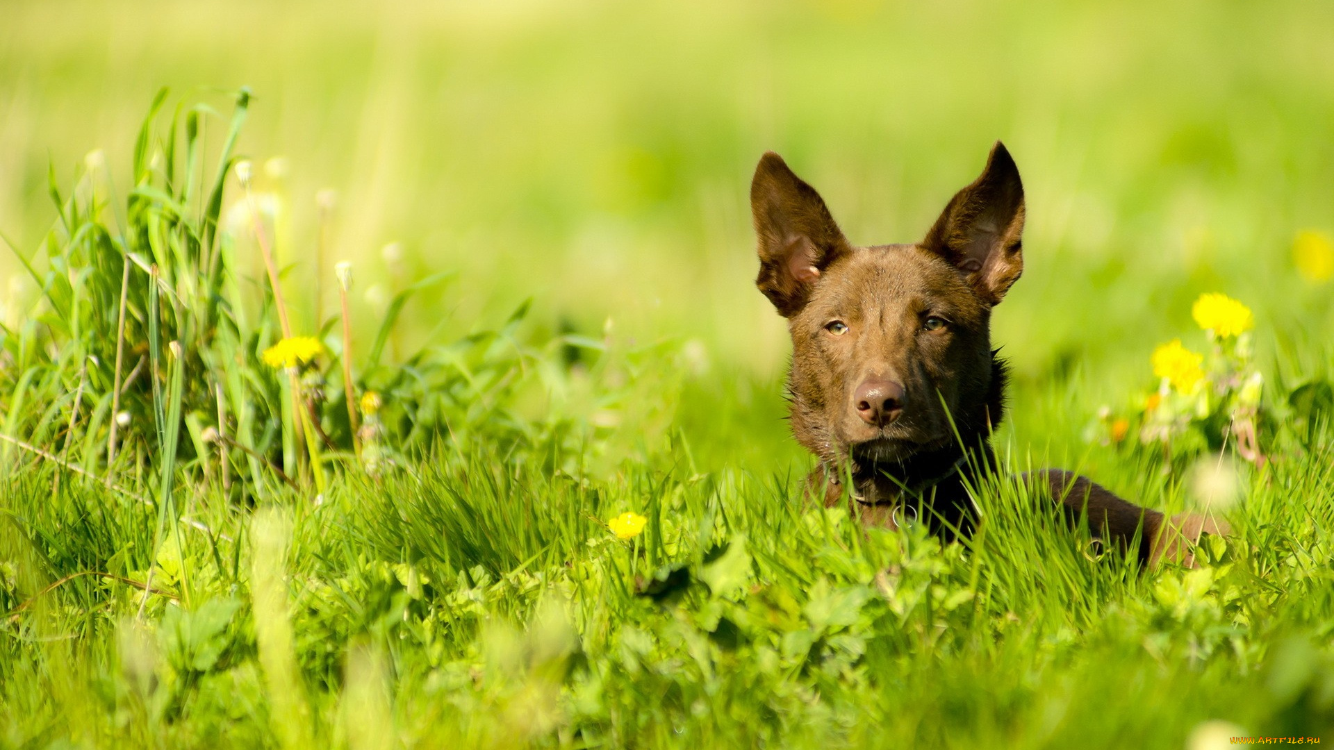 животные, собаки, лужайка, голова, трава, собака, пес