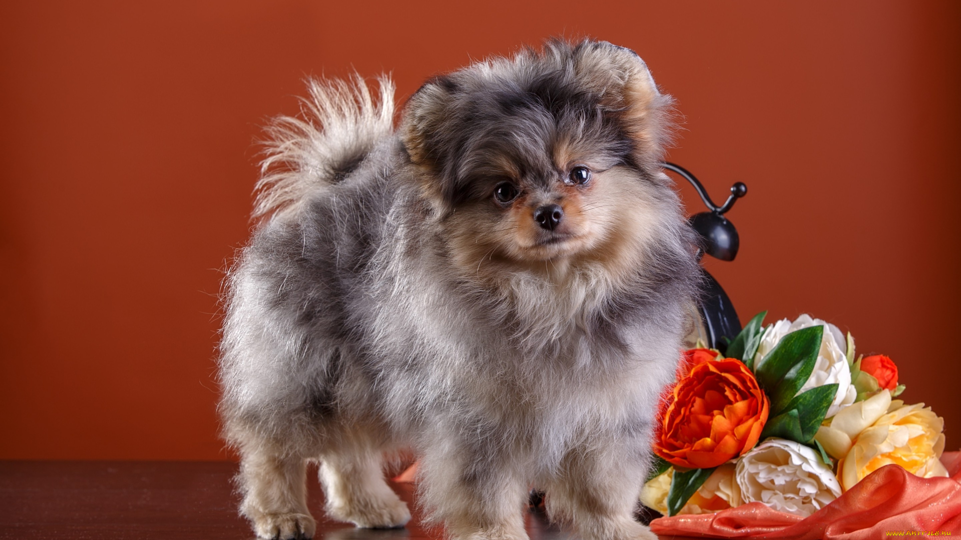 животные, собаки, щенок, цветы