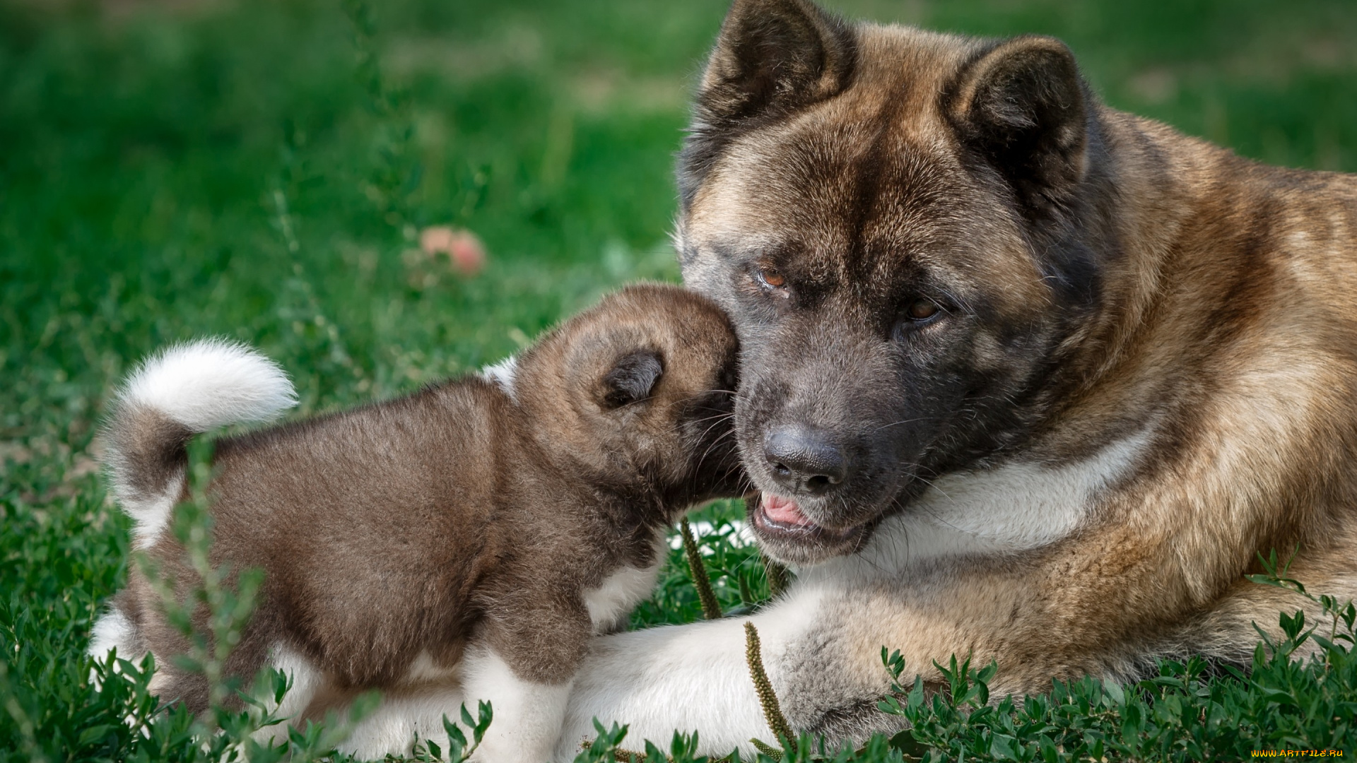 животные, собаки, щунок, собака