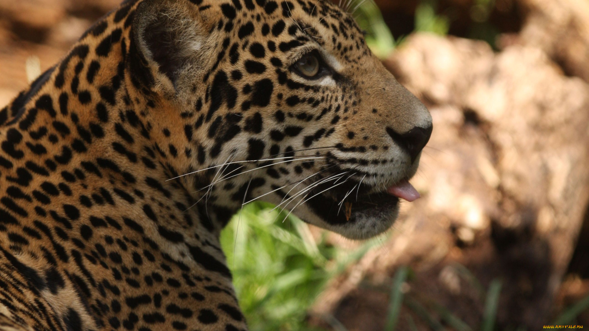 животные, Ягуары, хищник, зверь, пятна, язык