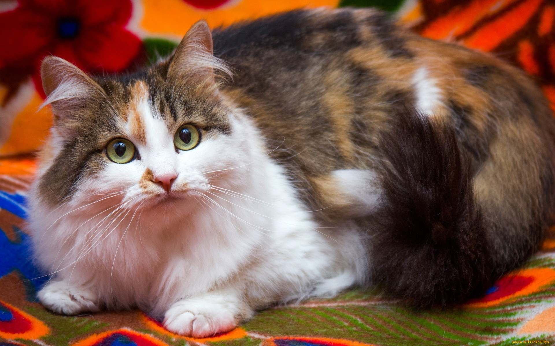 животные, коты, кошка