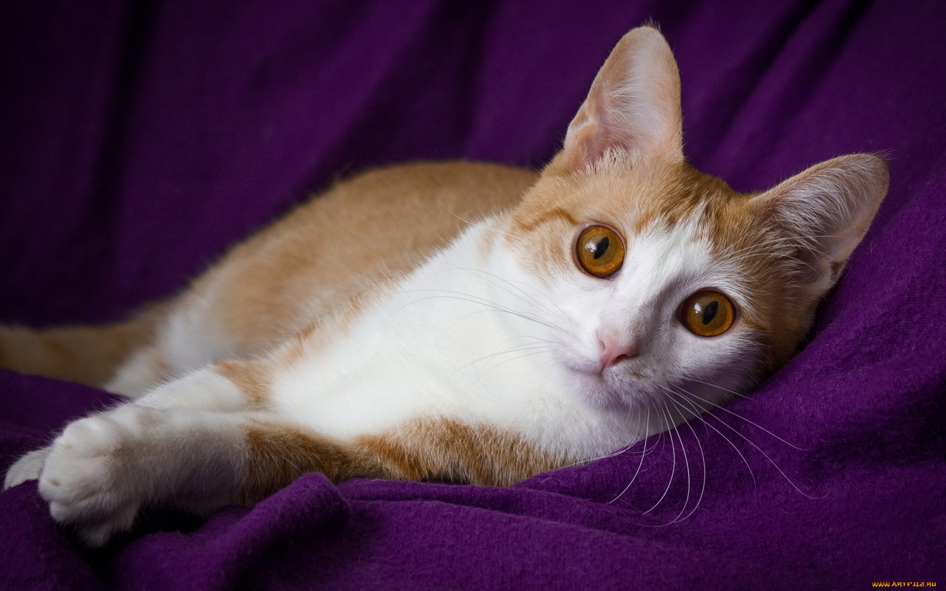 животные, коты, кот