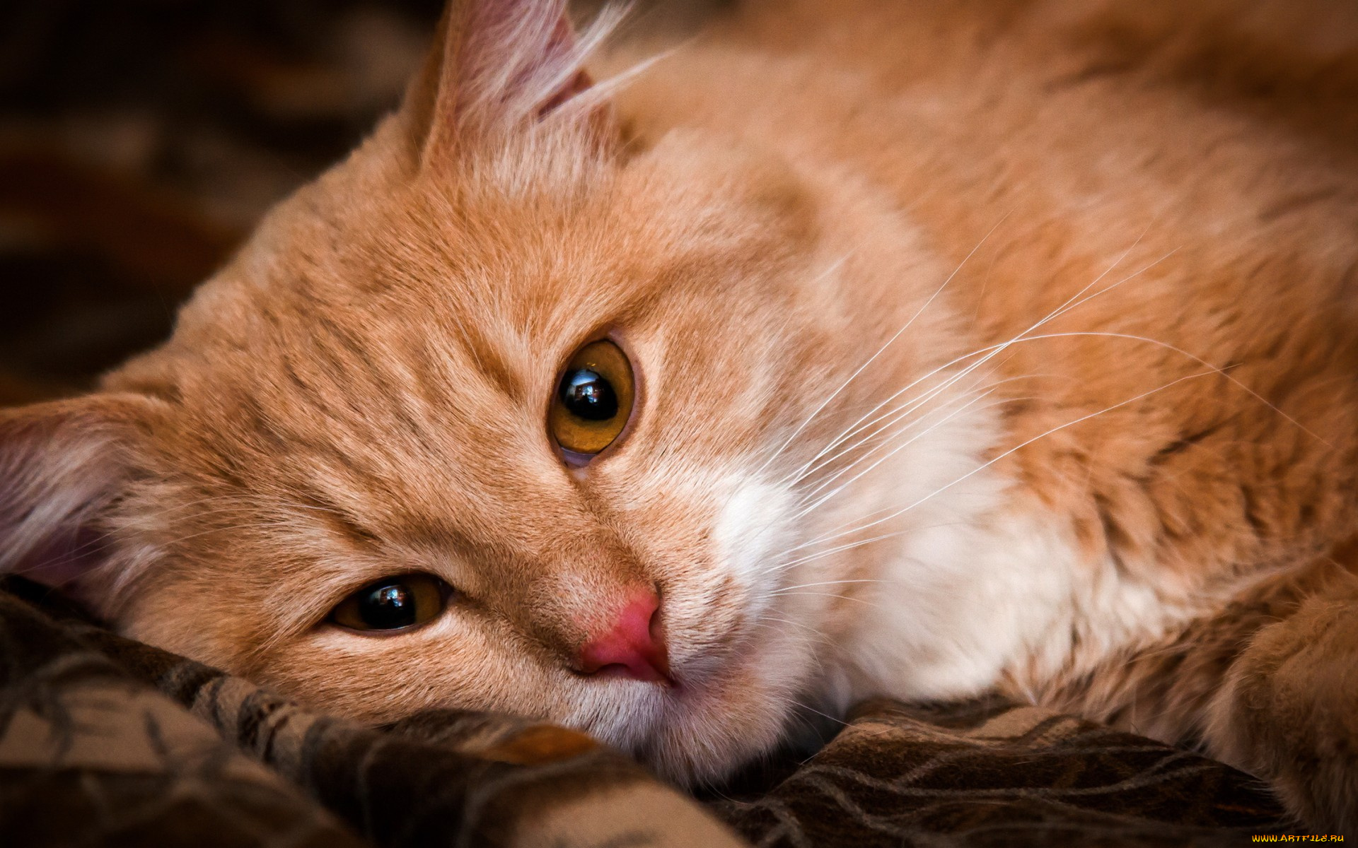 животные, коты, кот