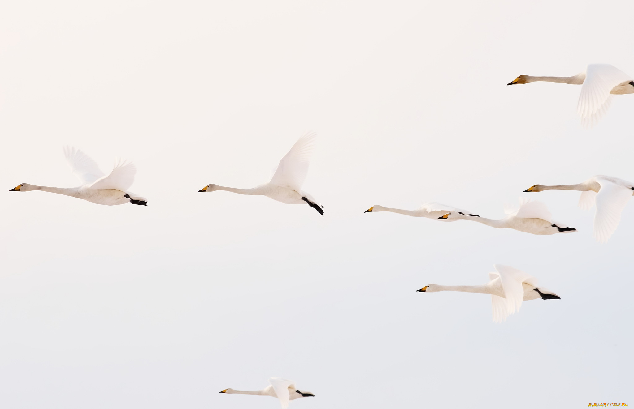 животные, гуси, полет, утки