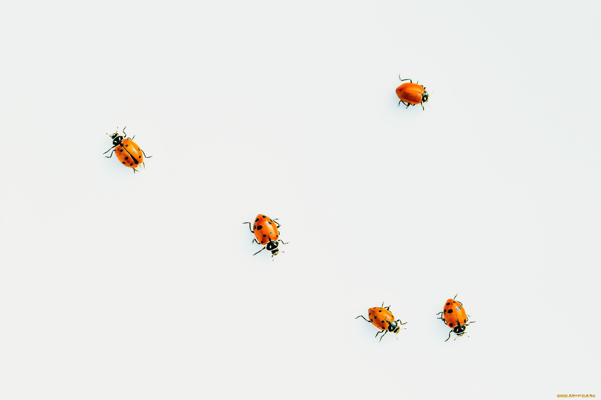 животные, божьи, коровки, жучки
