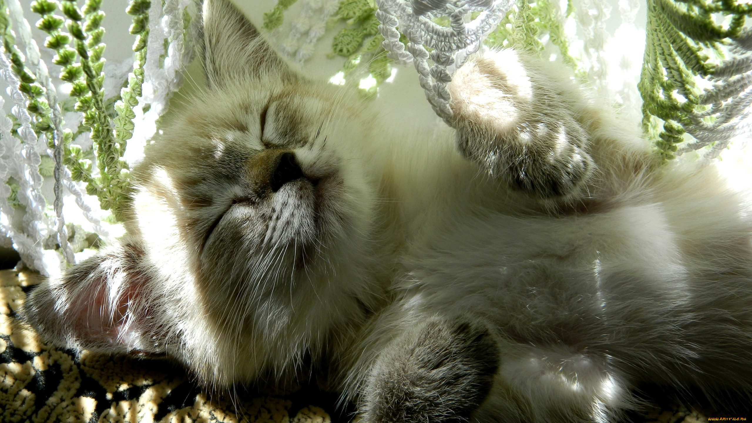 животные, коты, спит