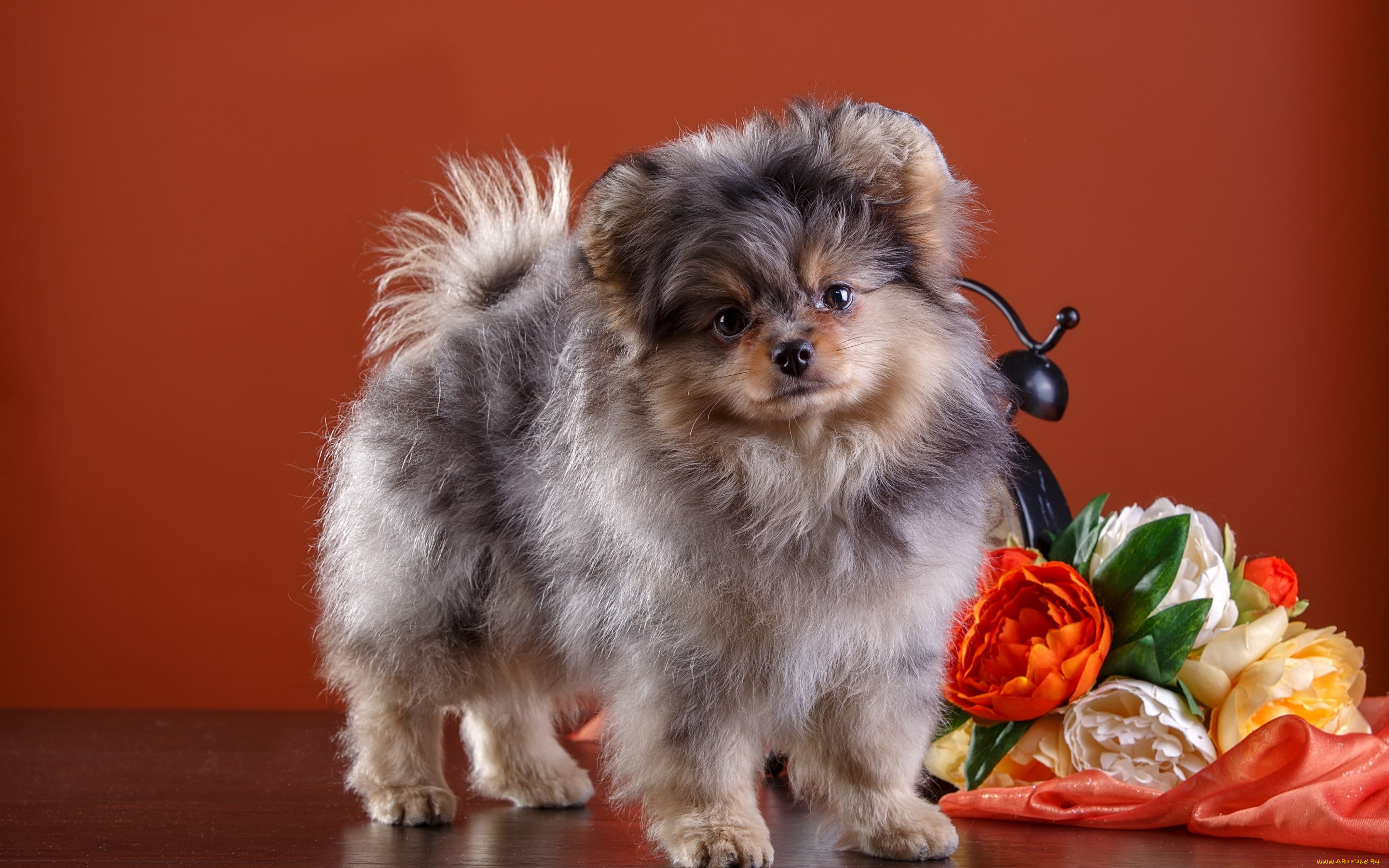 животные, собаки, щенок, цветы