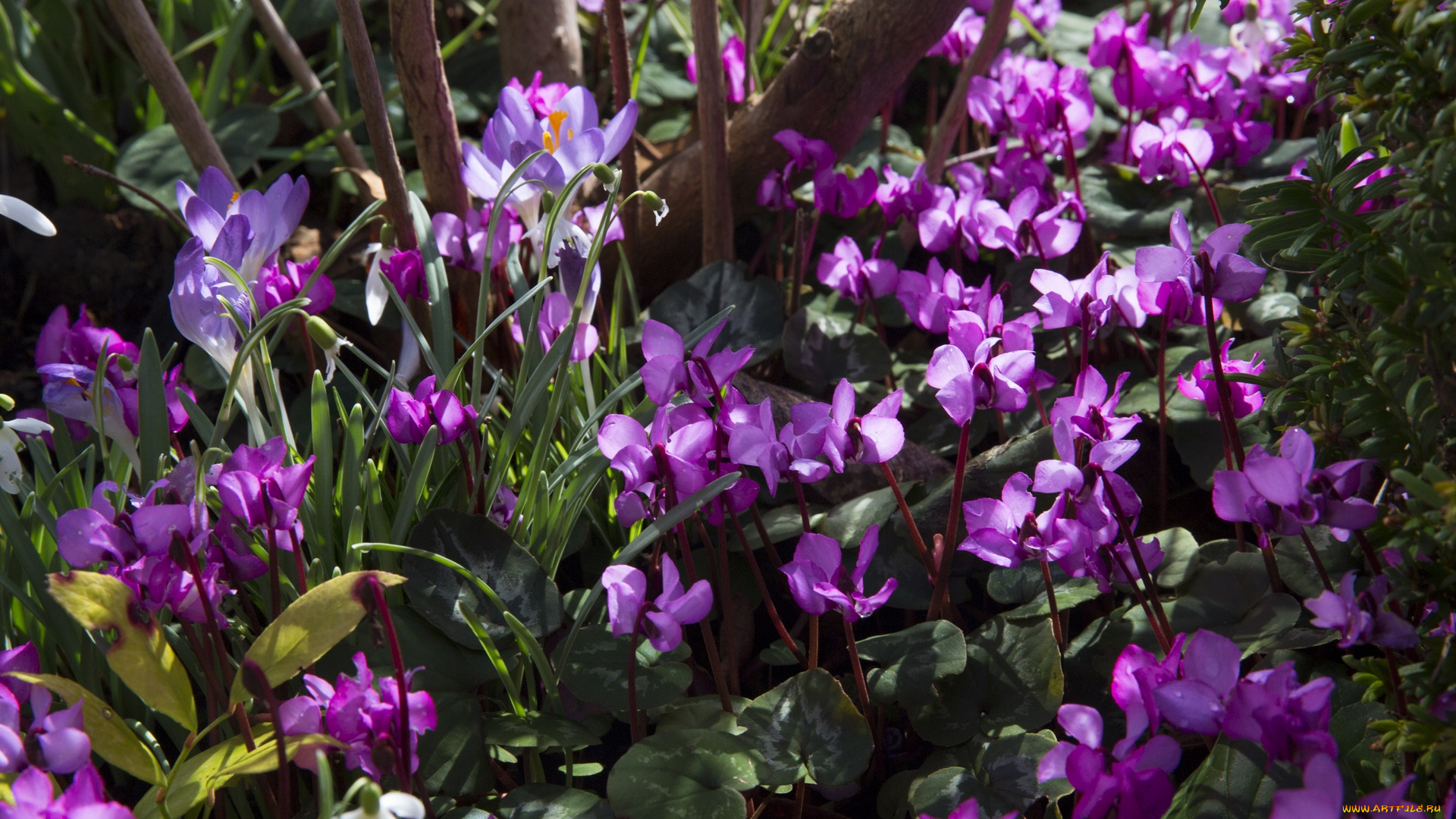 цветы, цикламены, цветок