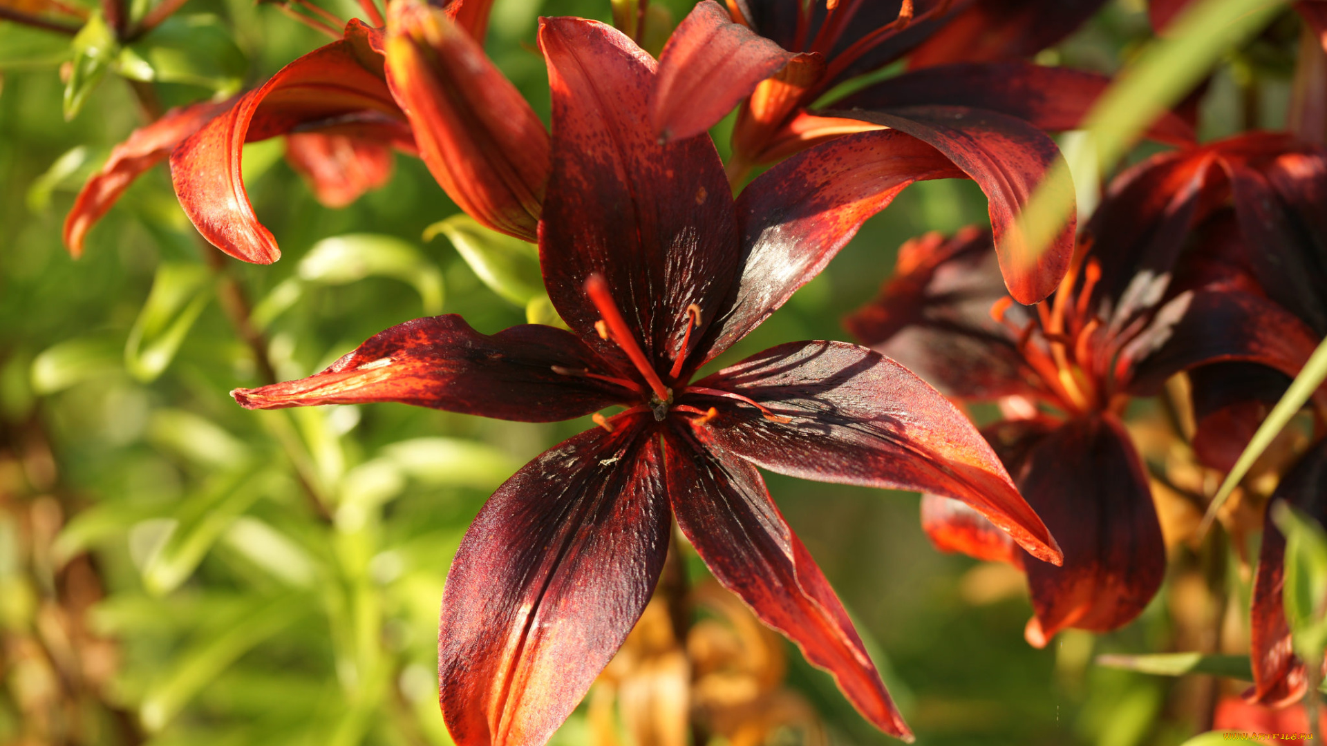 цветы, лилии, , лилейники, бутоны, лилия, цветение