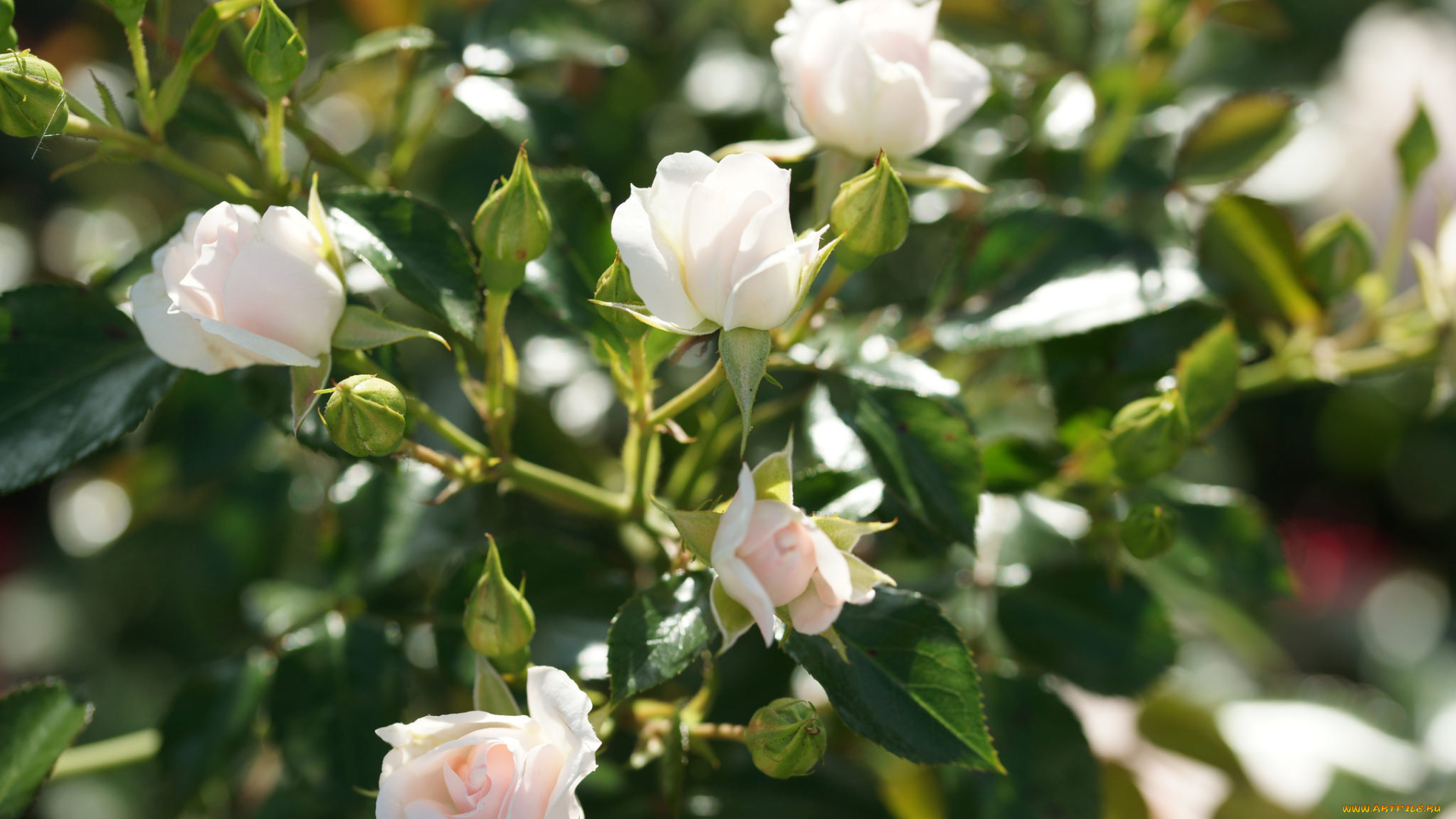 цветы, розы, розовая, листья, роза, цветение, лепестки