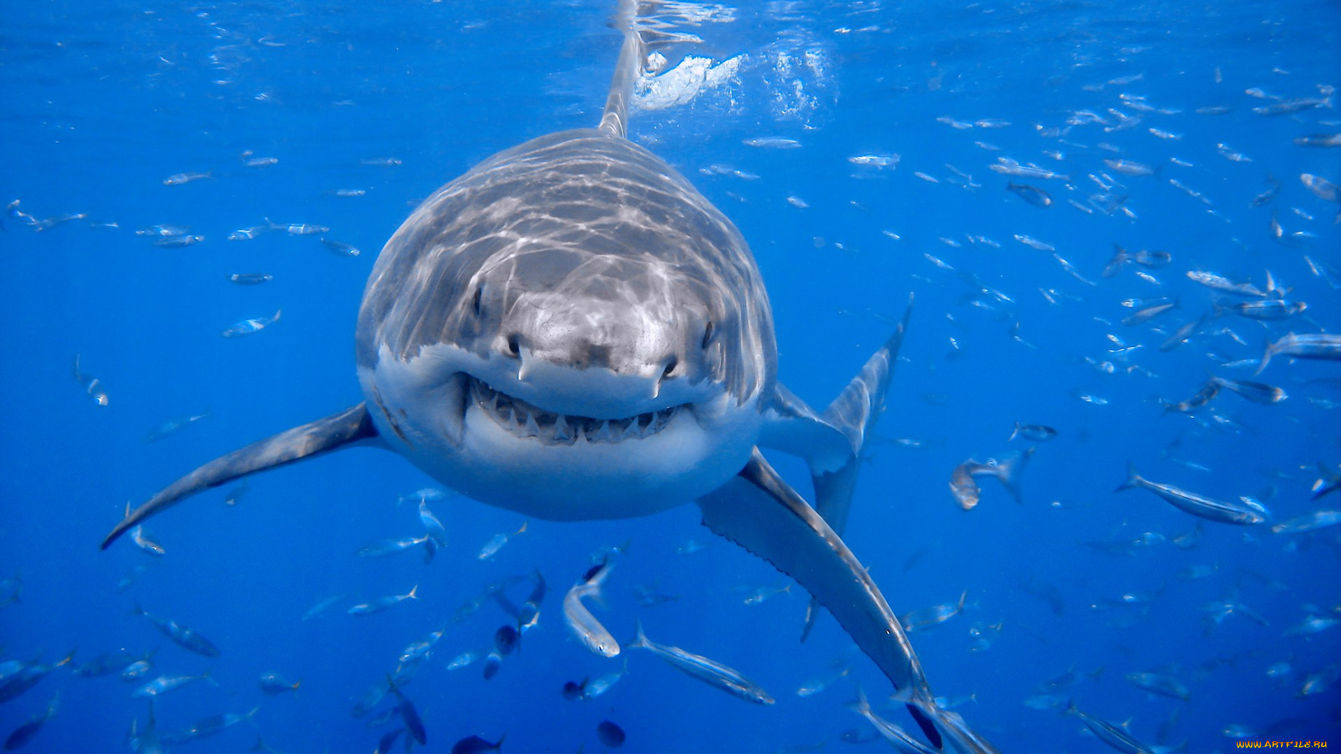животные, акулы, белая, акула
