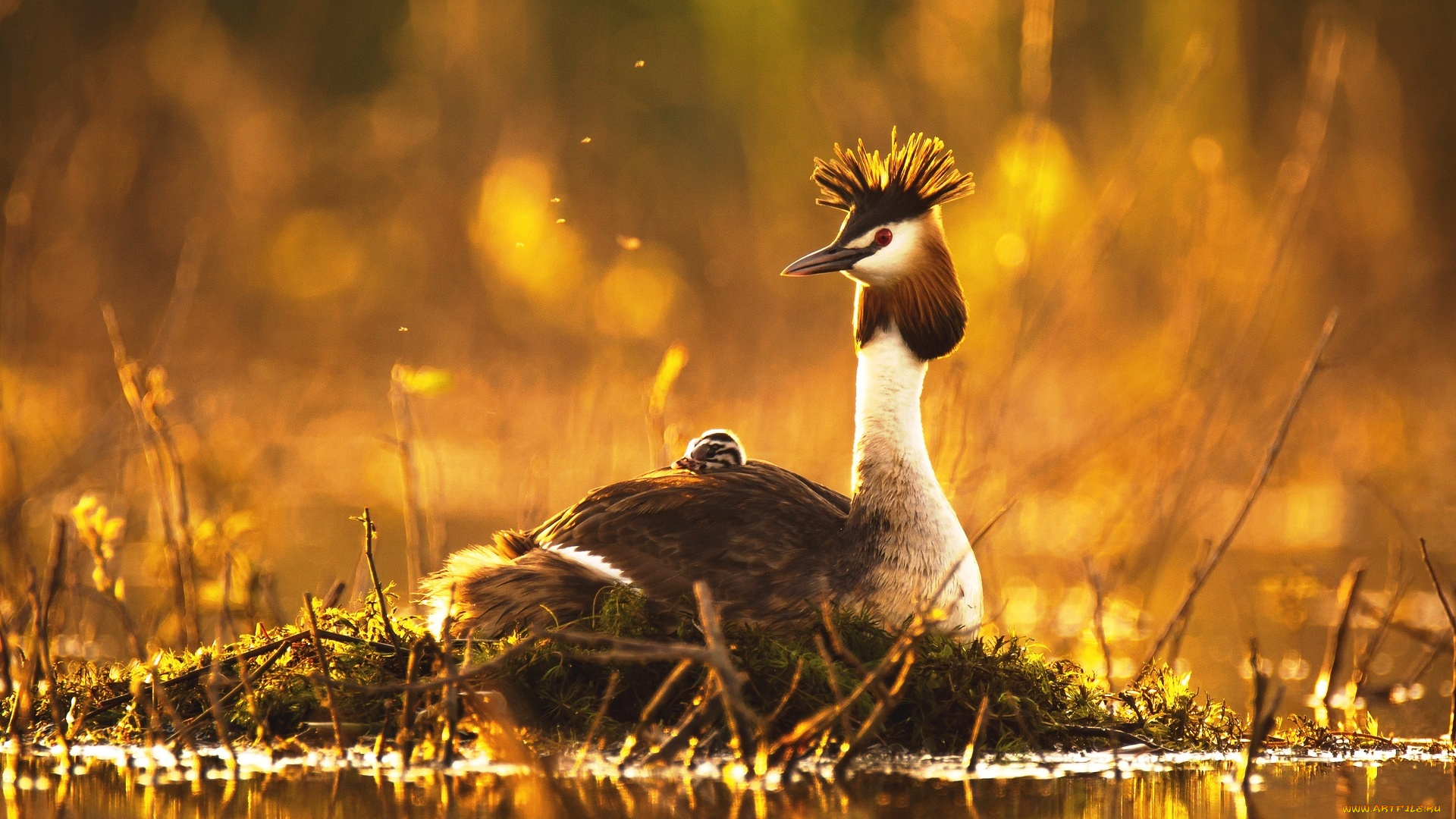 животные, Чомги, , поганки, болото, чомги, птица, птенец