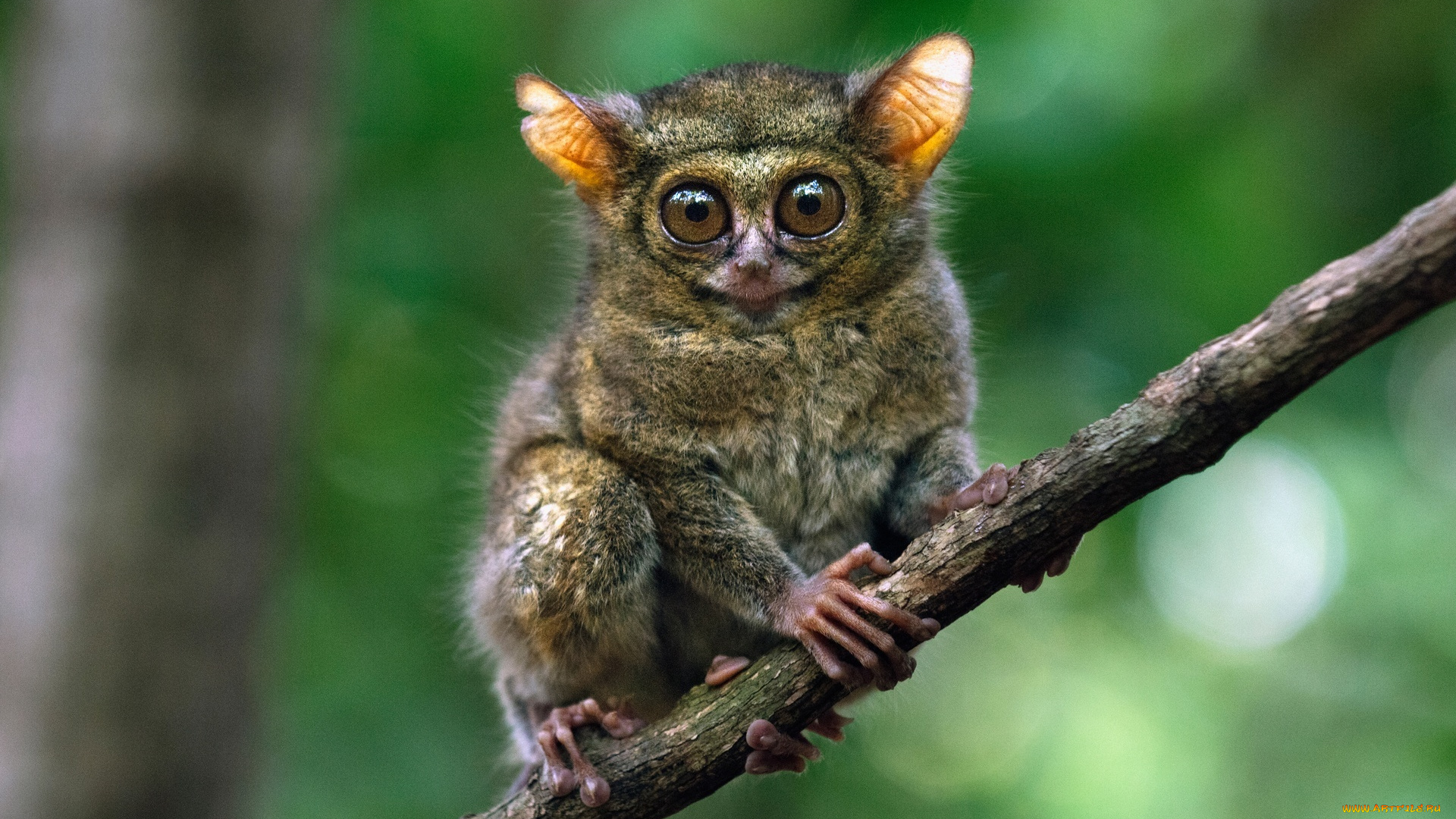 животные, долгопяты, лемур, долгопят, ветка