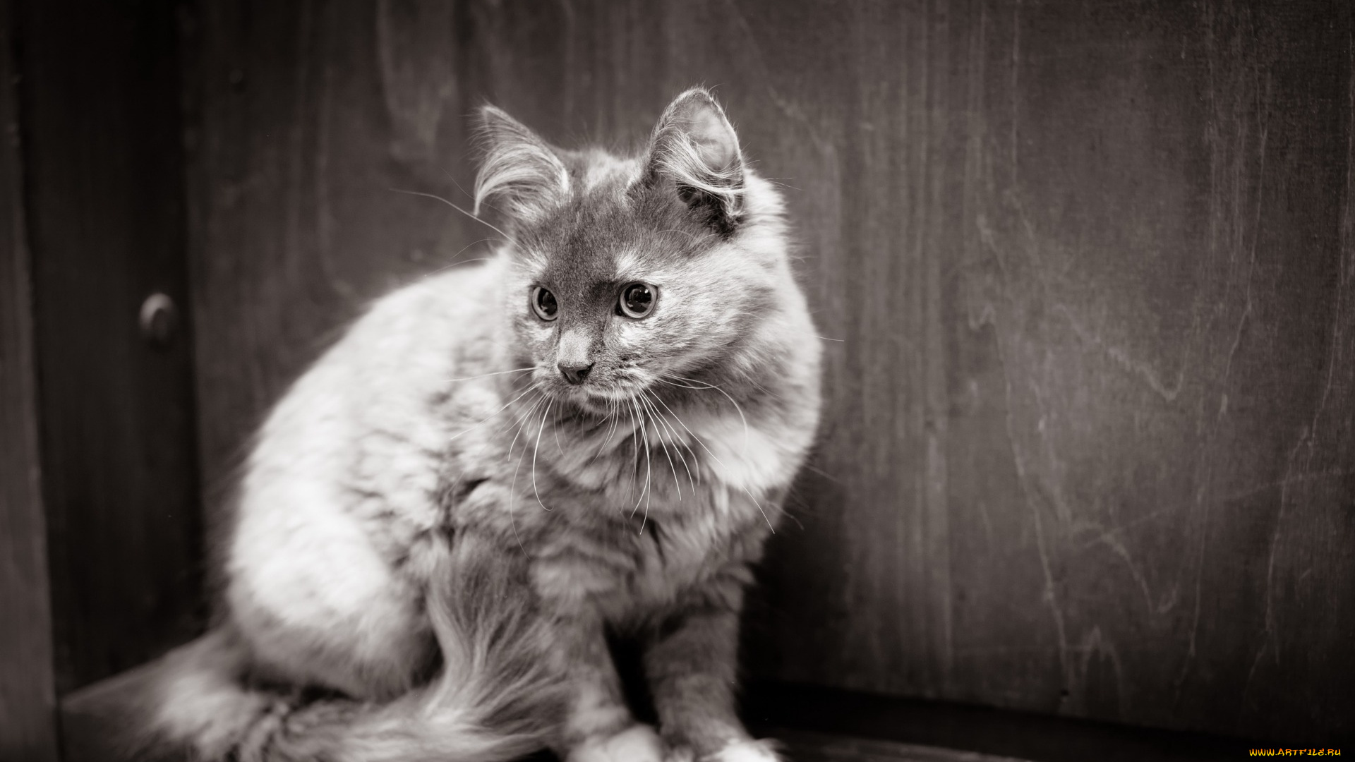 животные, коты, черно-белое, фото