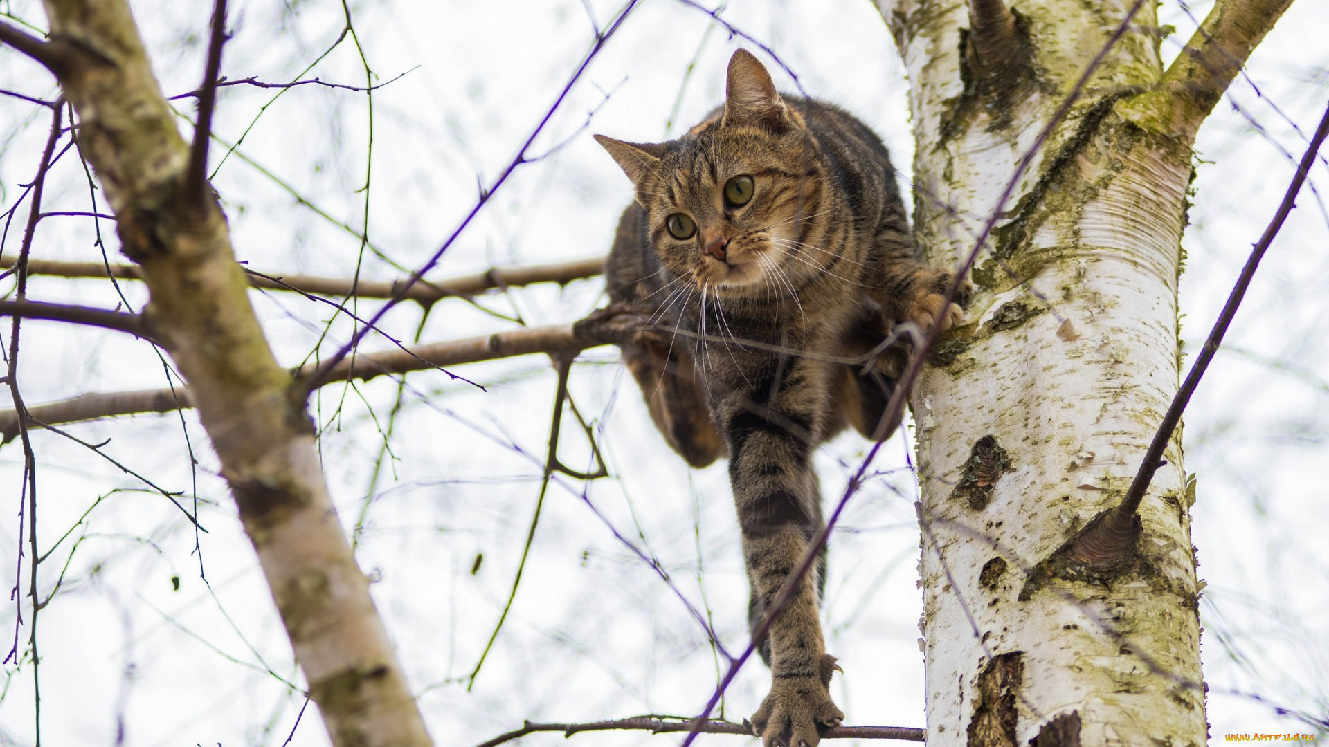 животные, коты, дерево