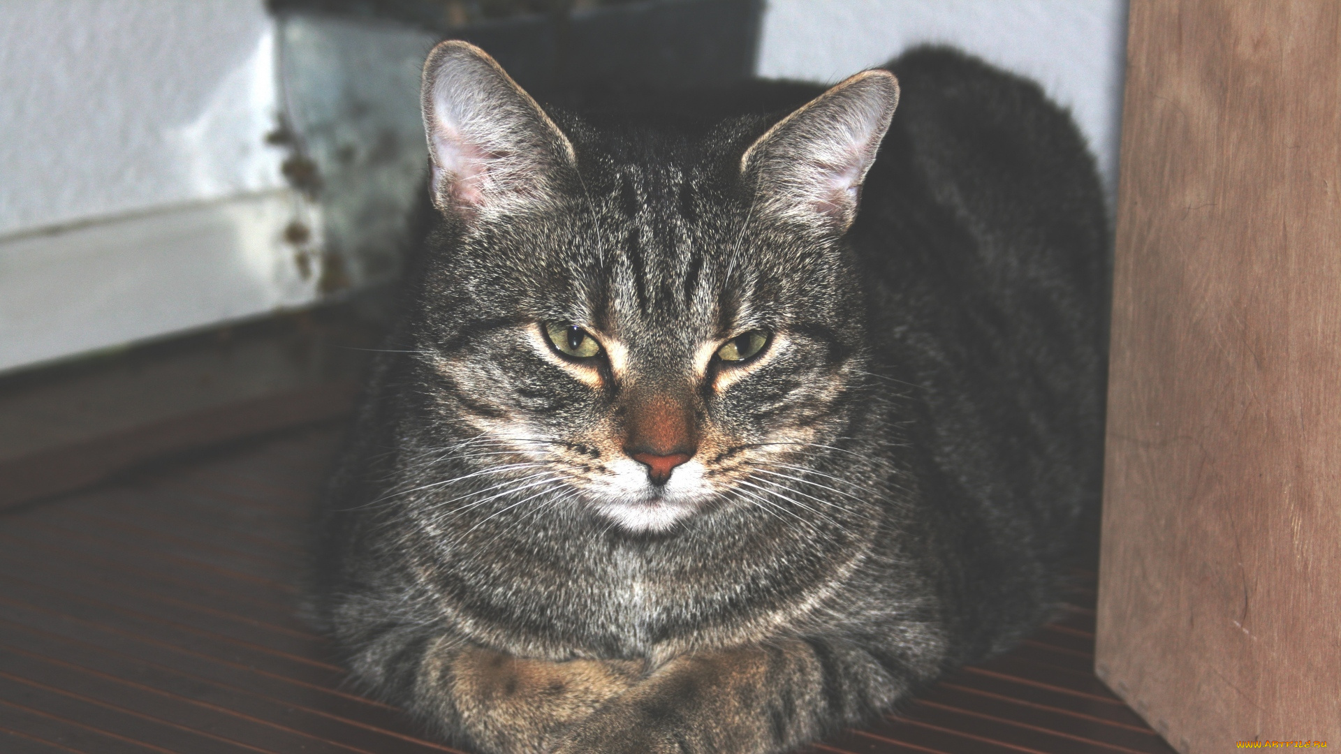 животные, коты, морда